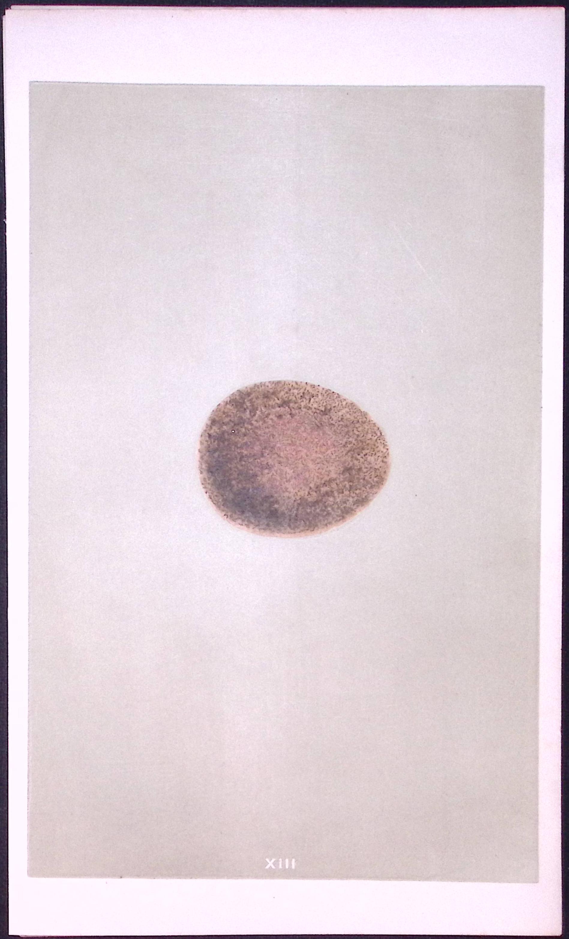 Peregrine Falcon Bird Egg- Rev Morris First Edition Antique Woodblock Engraving-4