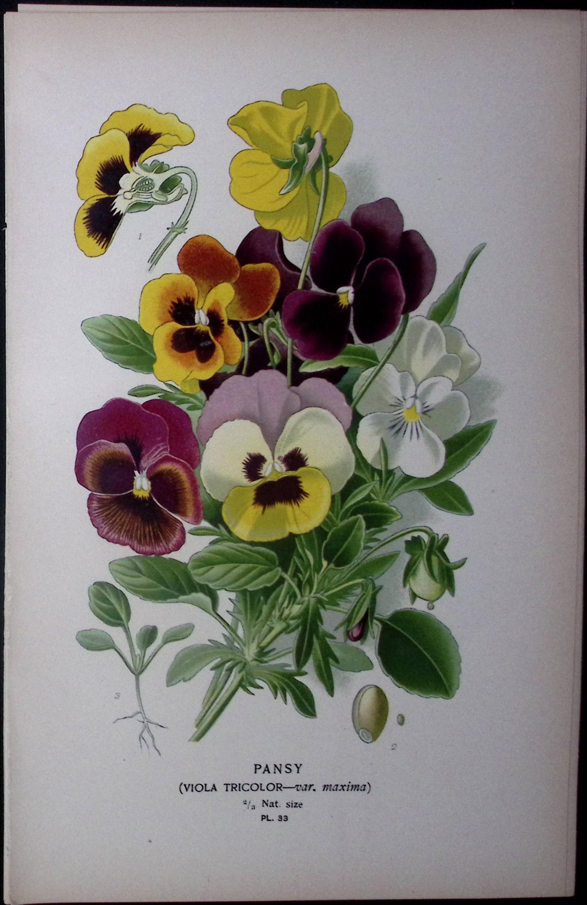 Pansy Flower Edward Step Rare Antique Botanical Book Plate-33