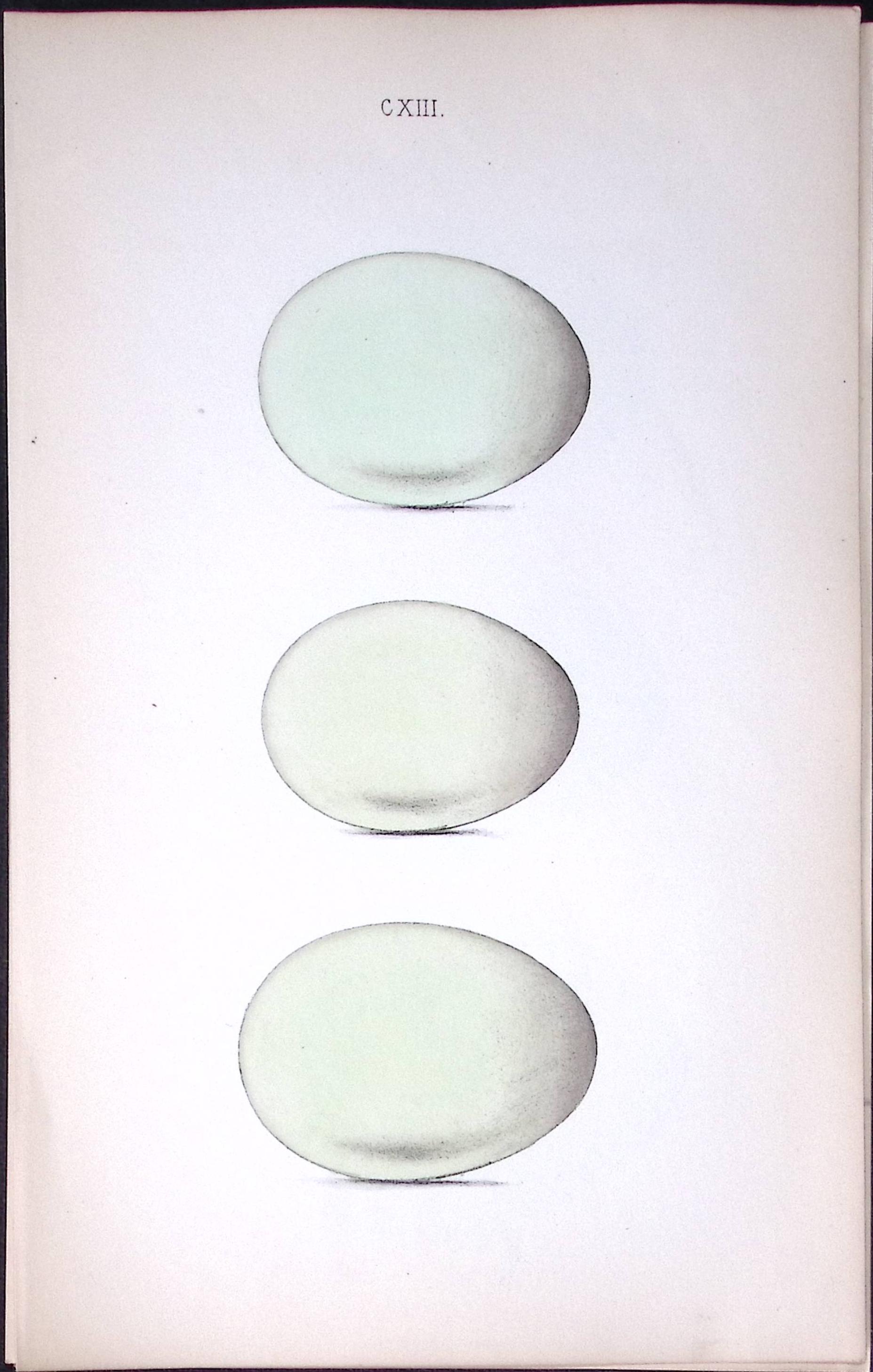 Pintail, Gadwell Duck -William Hewitson Antique Nests & Eggs of British Birds Print-37