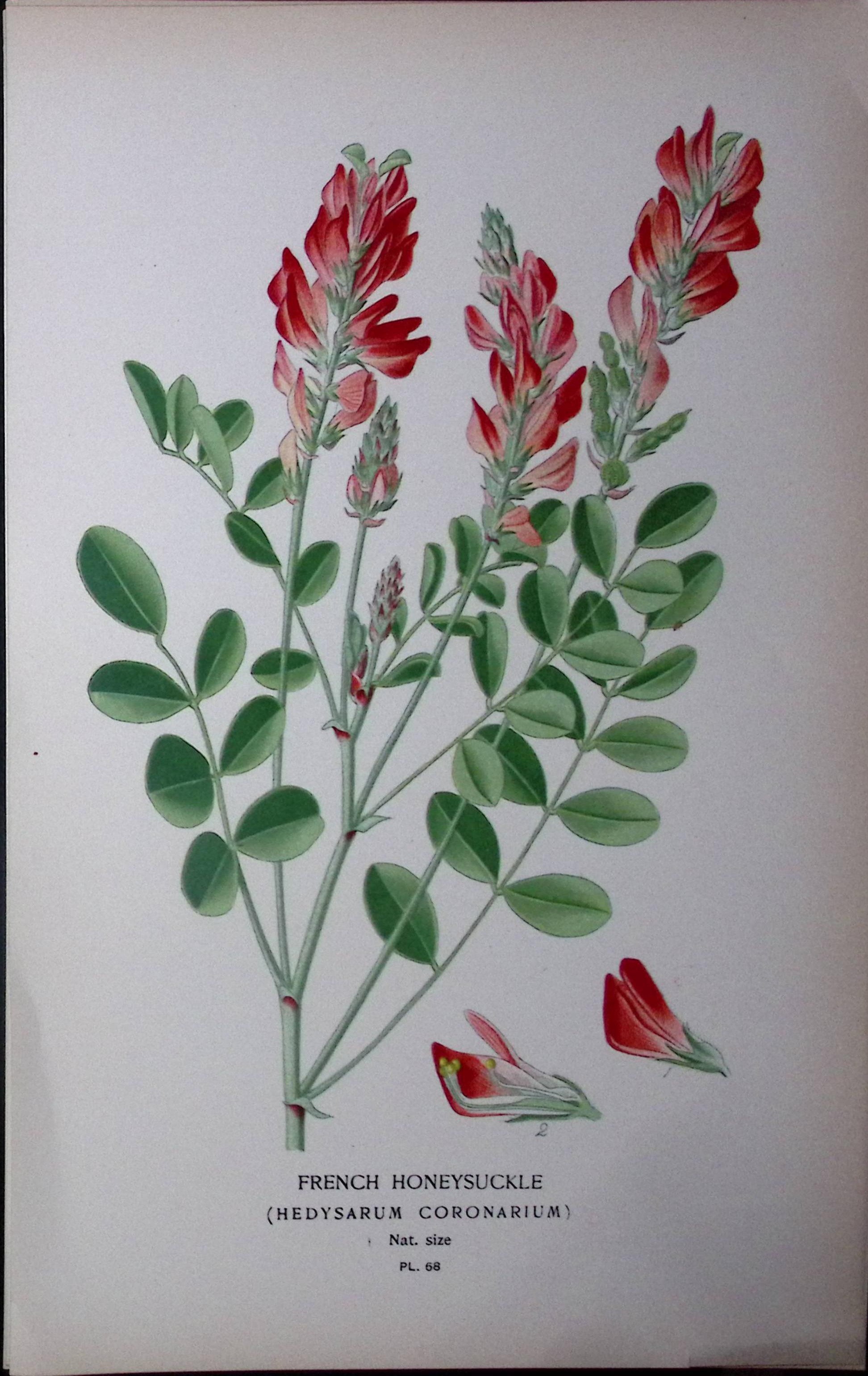 French Honeysuckle Edward Step Rare Antique Botanical Book Plate-68