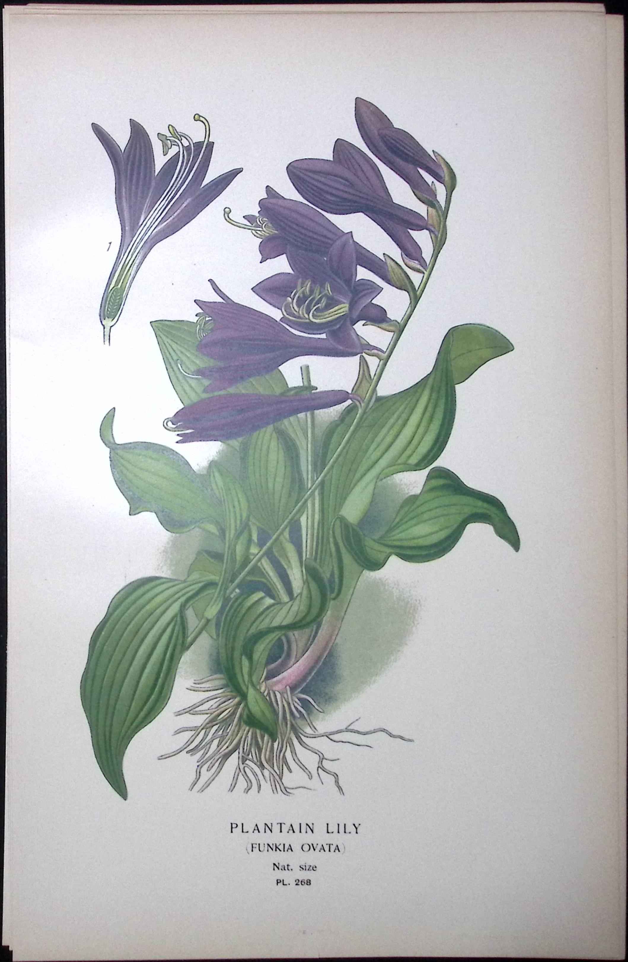 Plantain Lily Edward Step Rare Antique Botanical Book Plate-268