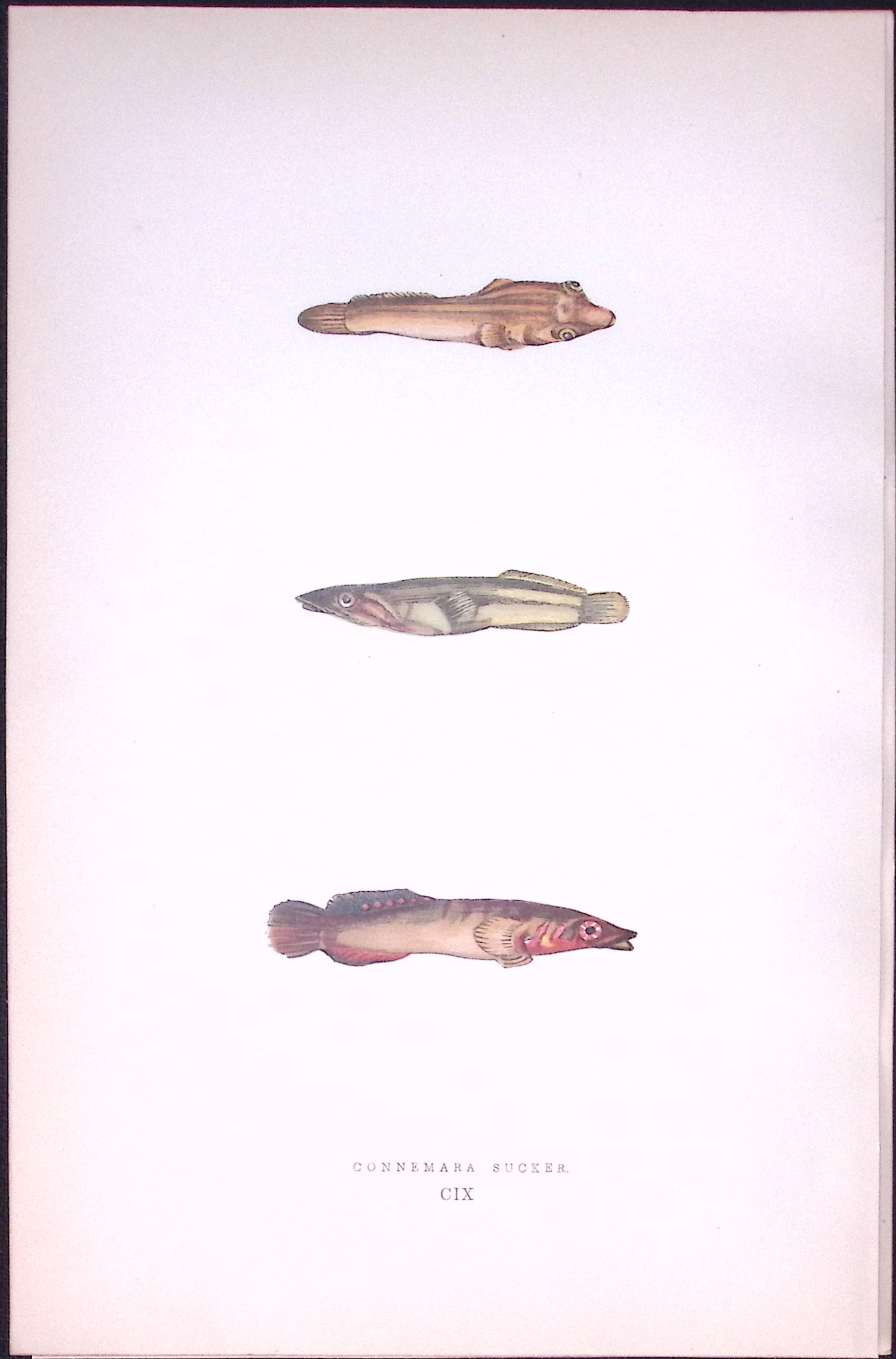 Connemara Sucker Fish Antique 1877 J. Couch Woodblock Scarce Engraving-249