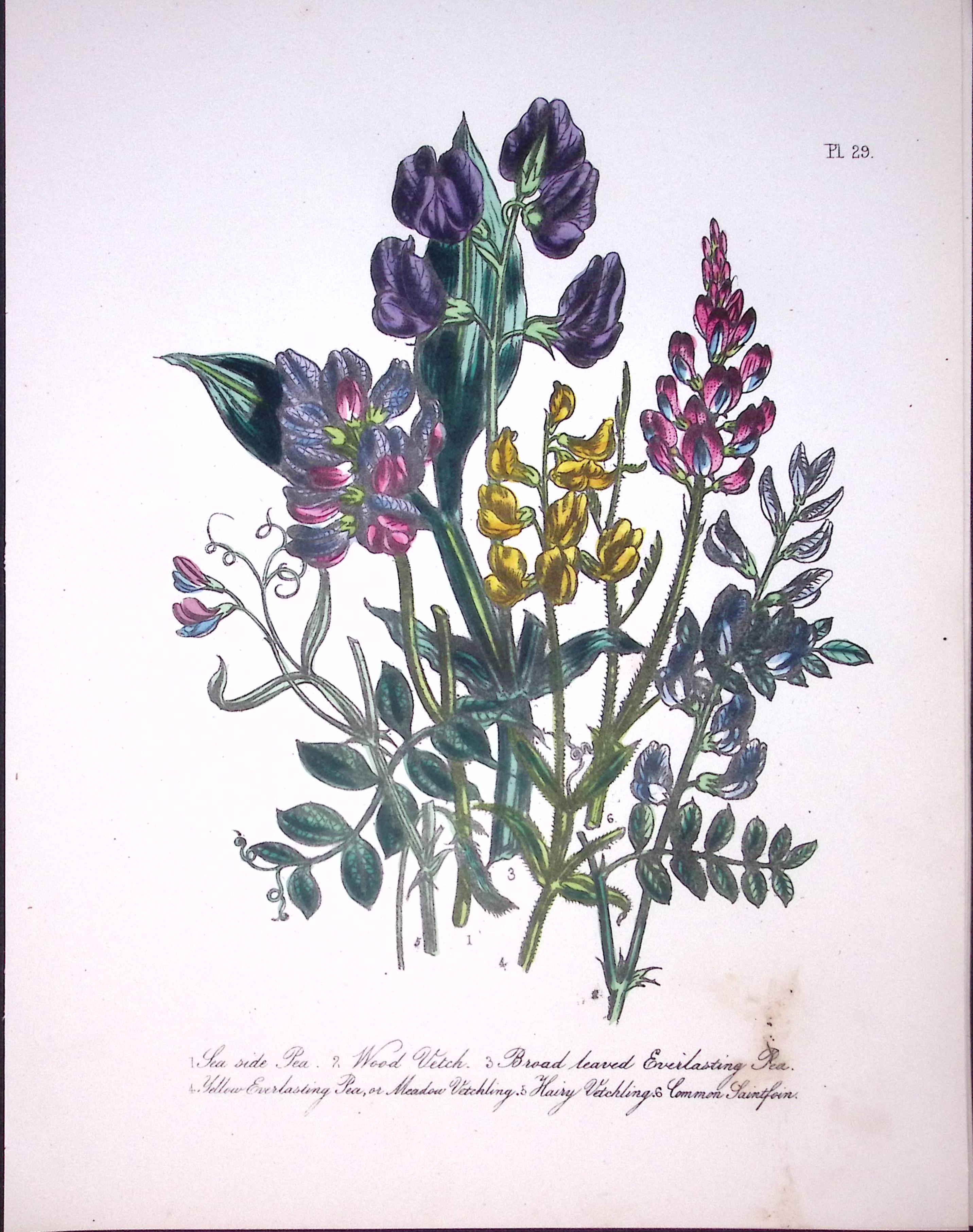 Rare 165-Yr-Old Antique Wildflower Gilt-Edged Illustration Jane Webb Loudon-29-A