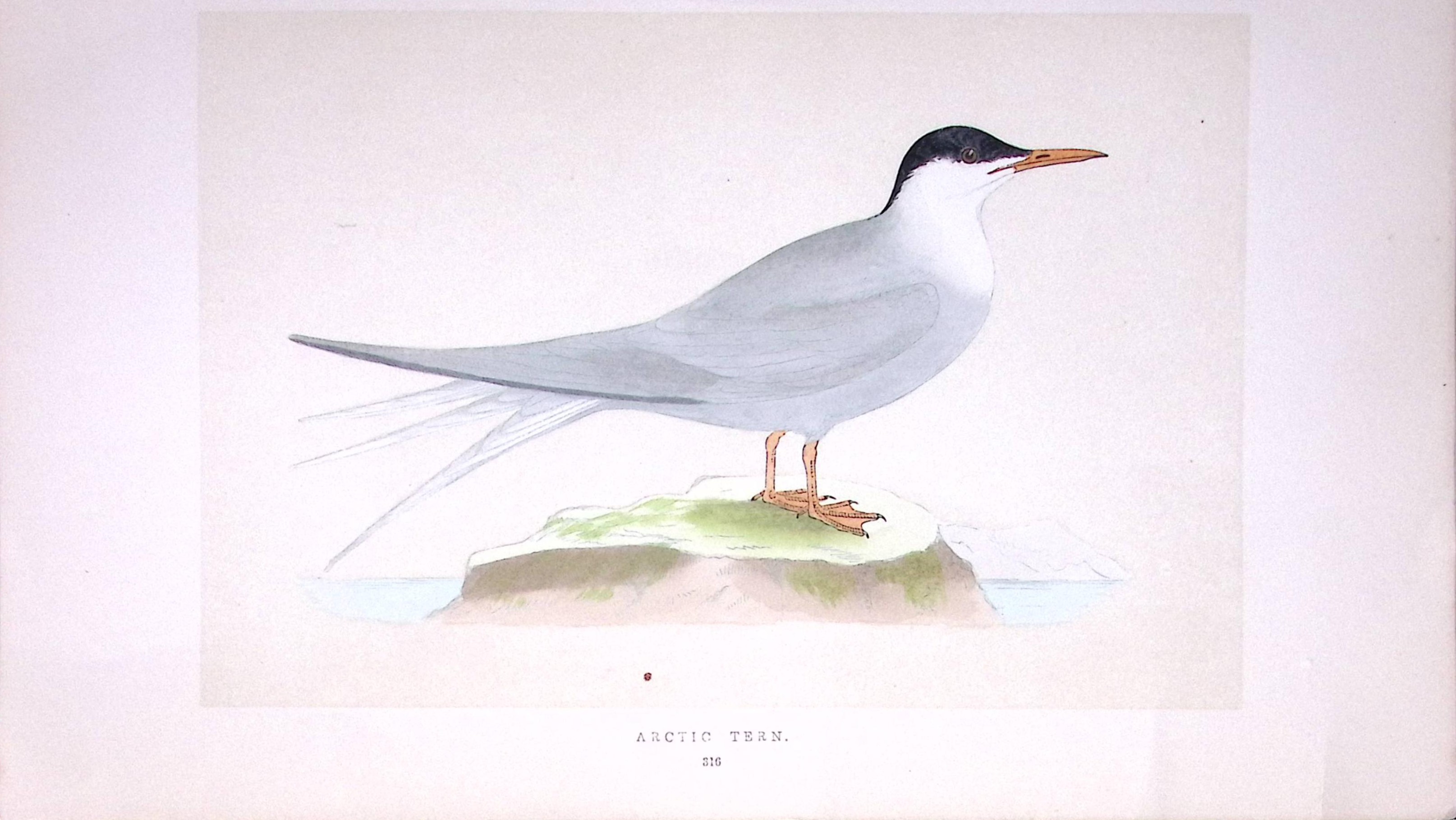 Arctic Tern Bird- Rev Morris First Edition Antique Woodblock Engraving-190