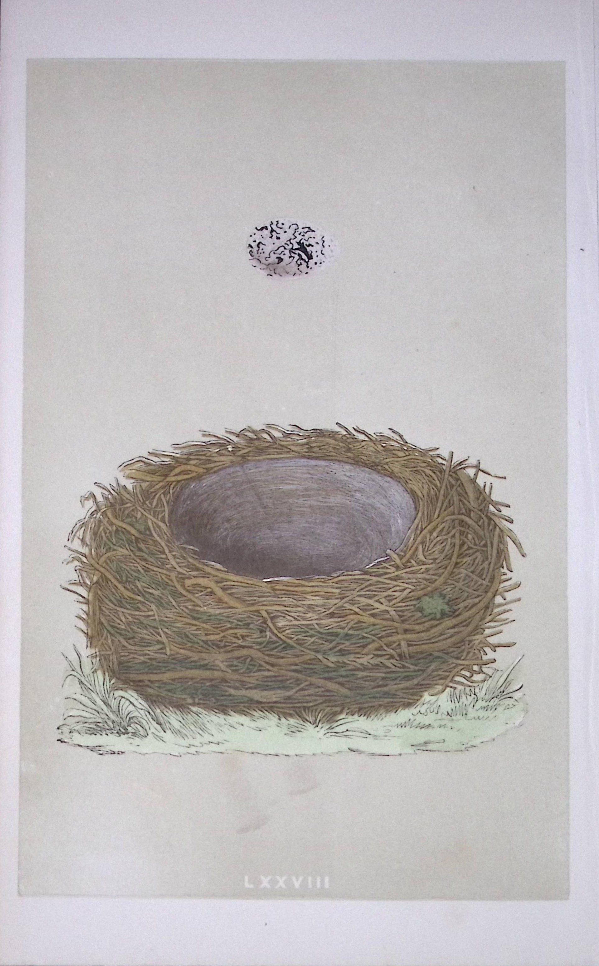 Rev Morris Yellow Hammer Bird Nest & Egg Antique Woodblock Engraving-22