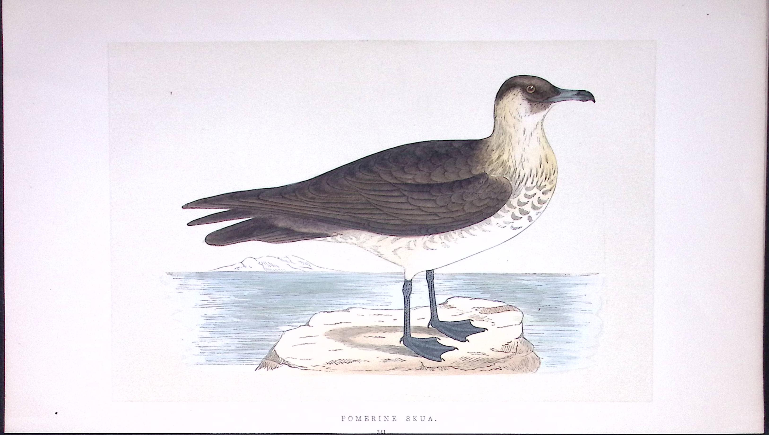 This Chromolithographic Woodblock Engraving Has Been Removed from a First Antique Edition of.  Rev F