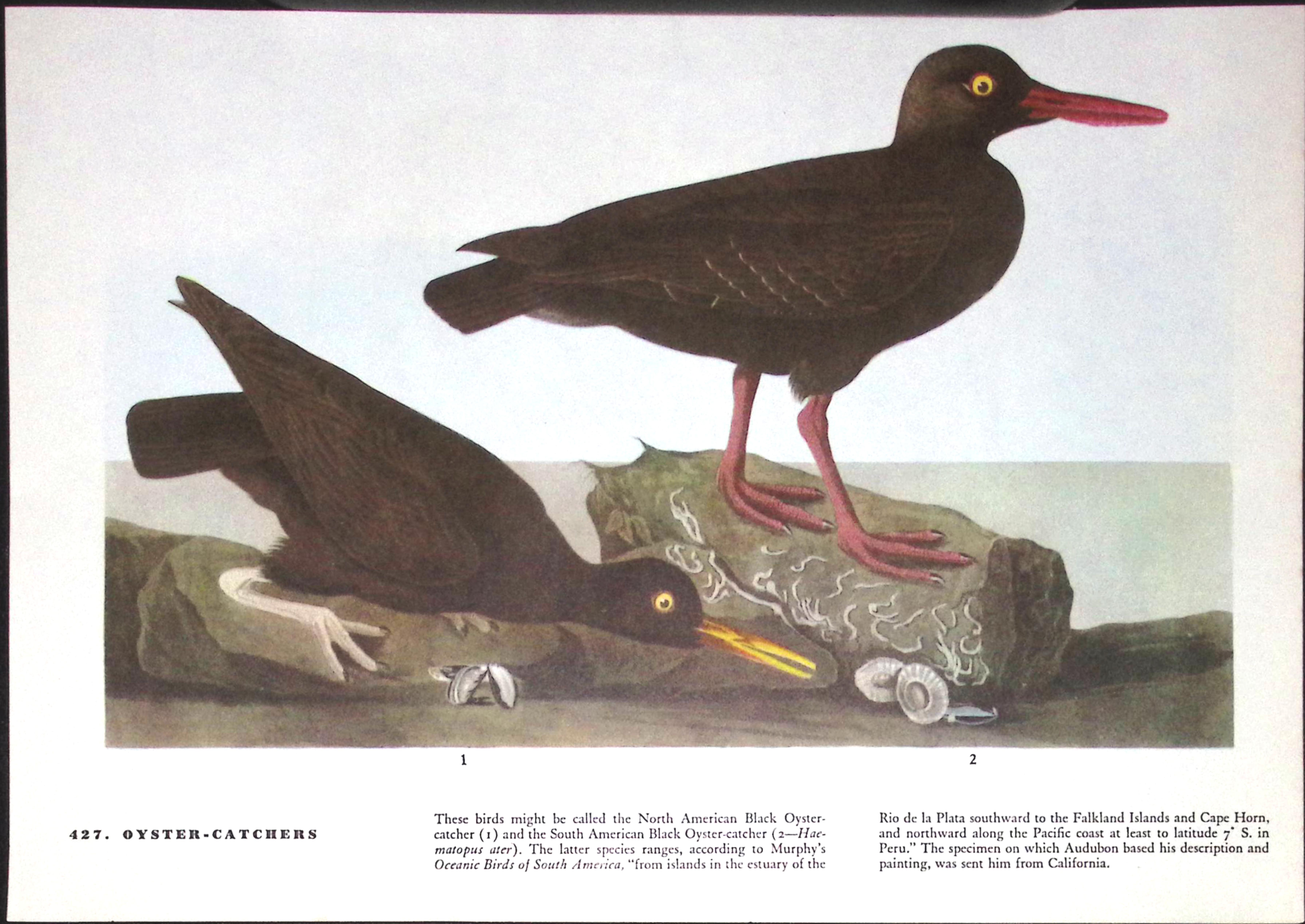 Job-Lot John James Audubon Birds of America 72-Year-Old Coloured Book Plates-32