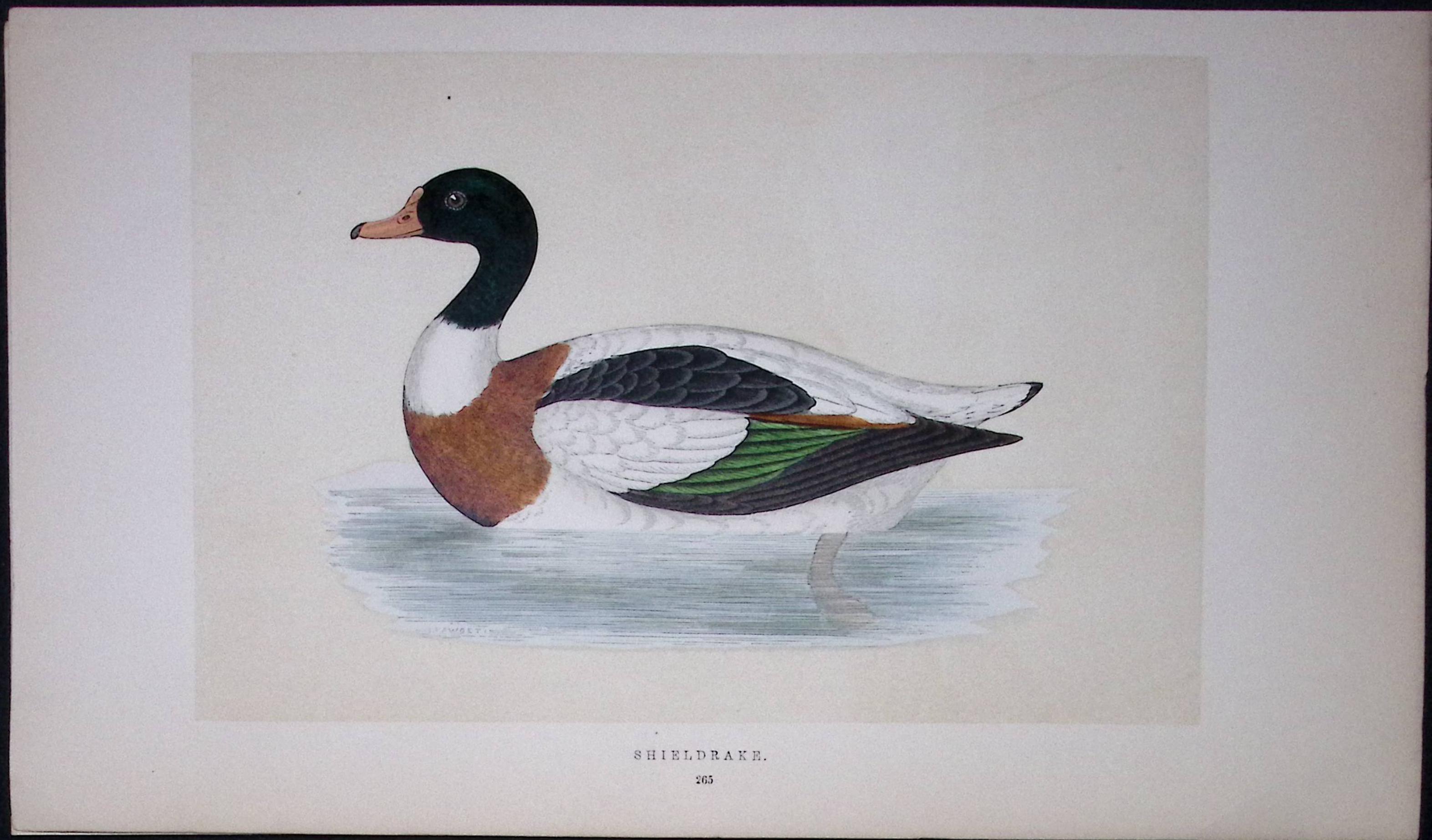 Shieldrake Bird- Rev Morris First Edition Antique Woodblock Engraving-84