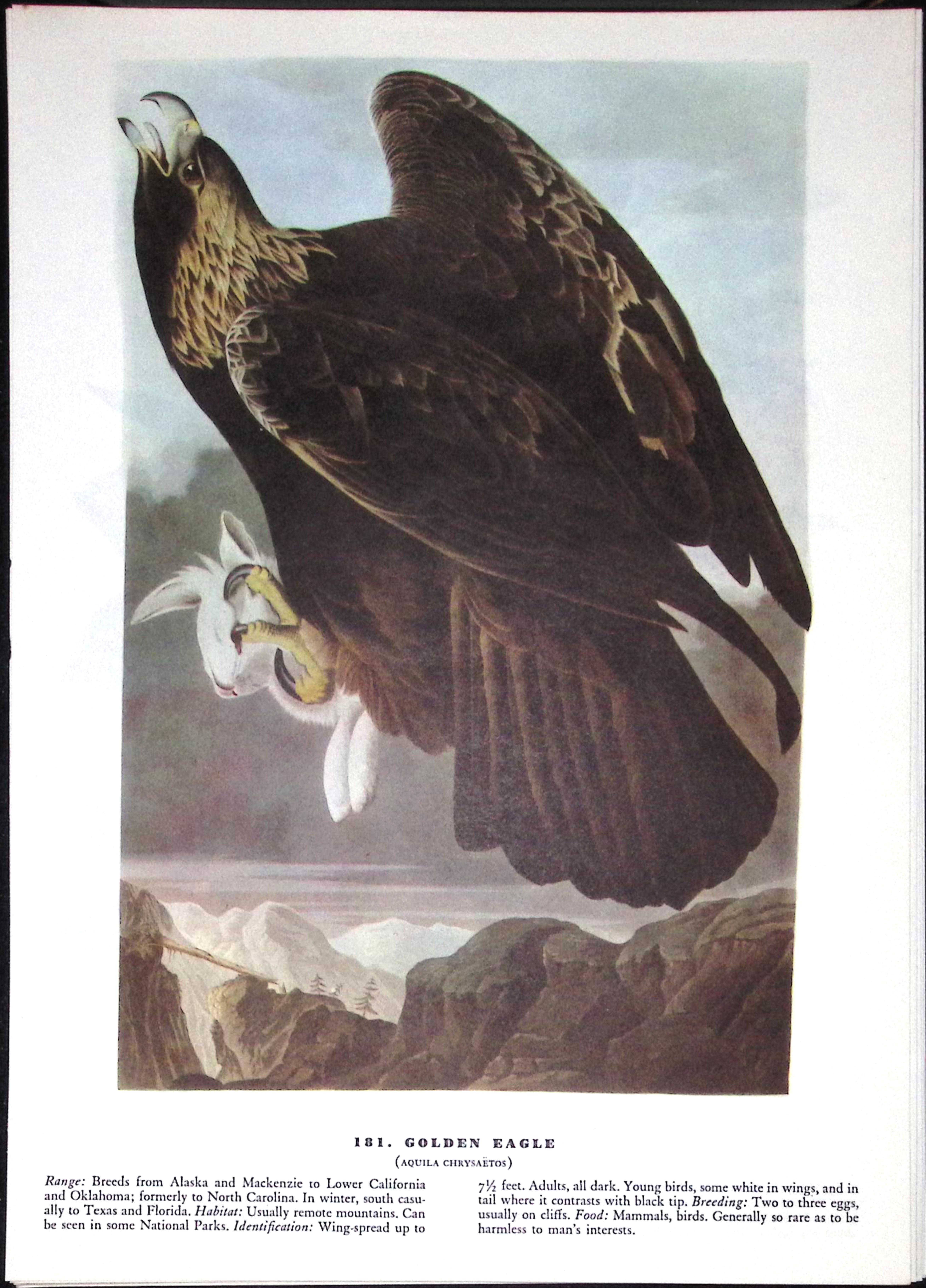 Job-Lot John James Audubon Birds of America 72-Year-Old Coloured Book Plates-17