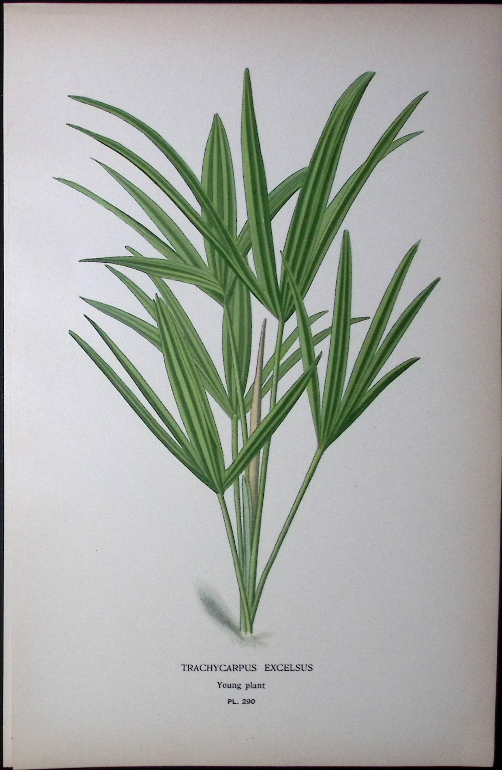 Chinese Windmill Palm Edward Step Rare Antique Botanical Book Plate-290