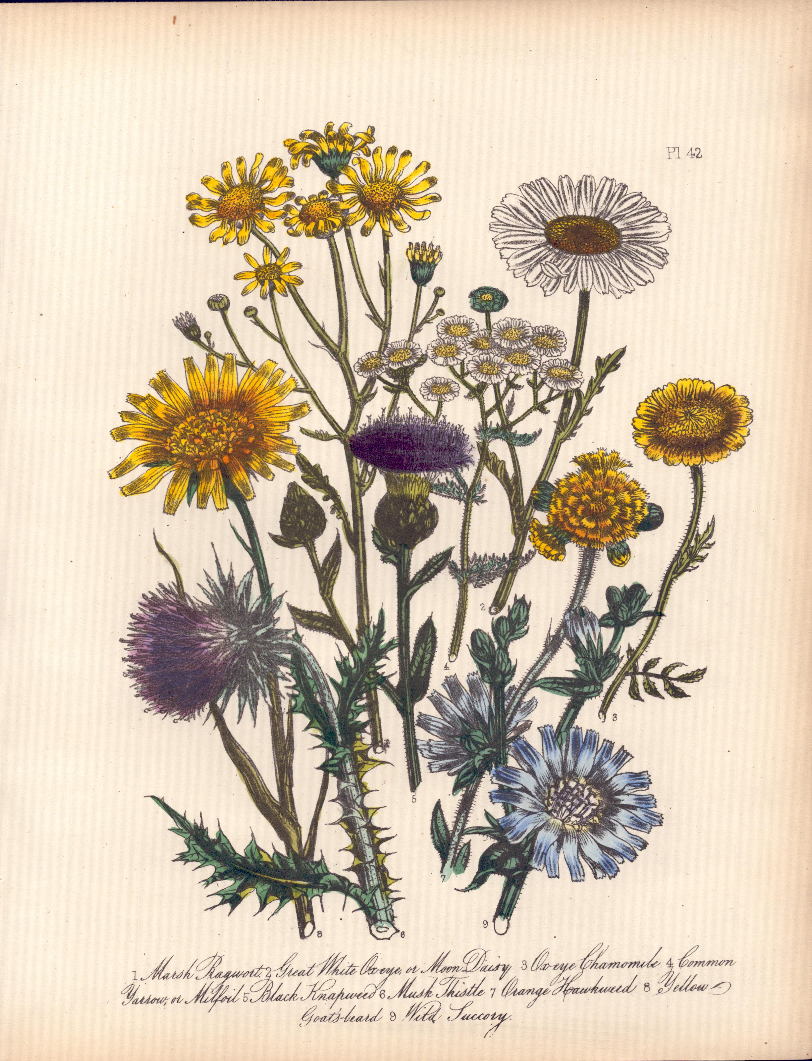 Rare 165-Yr-Old Antique Wildflower Gilt-Edged Illustration Jane Webb Loudon-42.