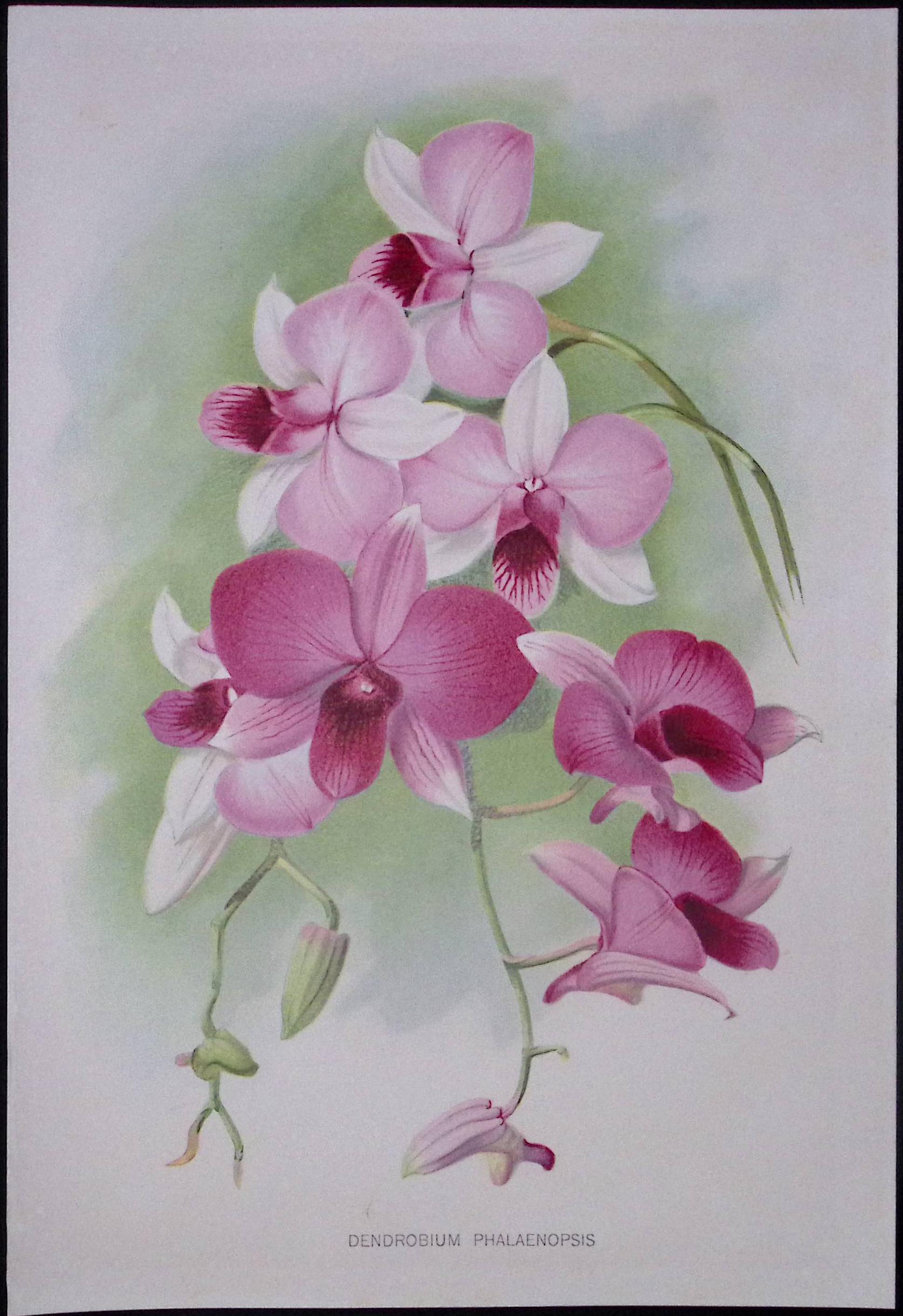 Dendrobium Orchid Flower Antique Edwardian Robert Thompson Print-11