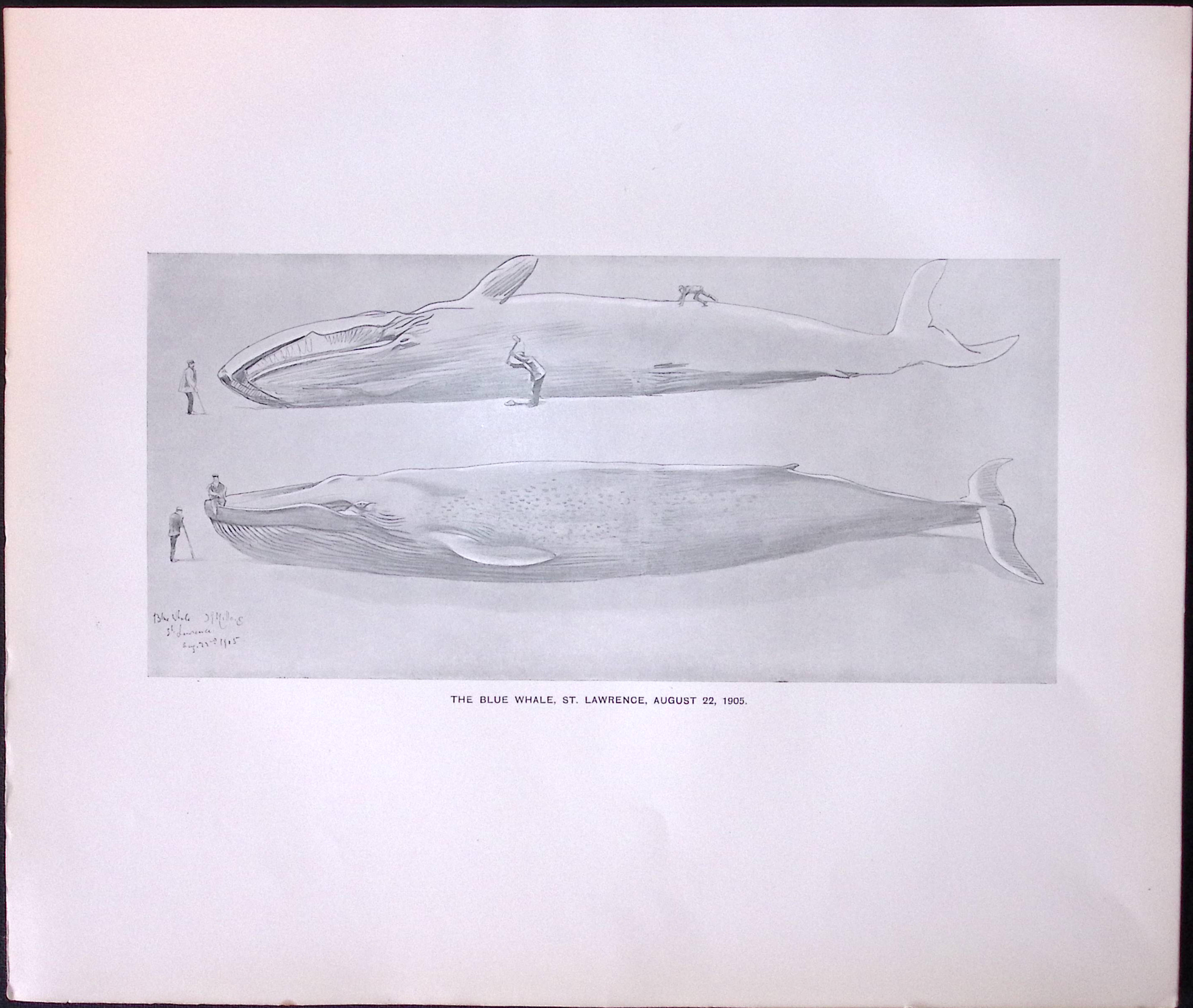 The Blue Whale At St Lawrence  Rare Limited-Edition J.G. Millais Antique Print.