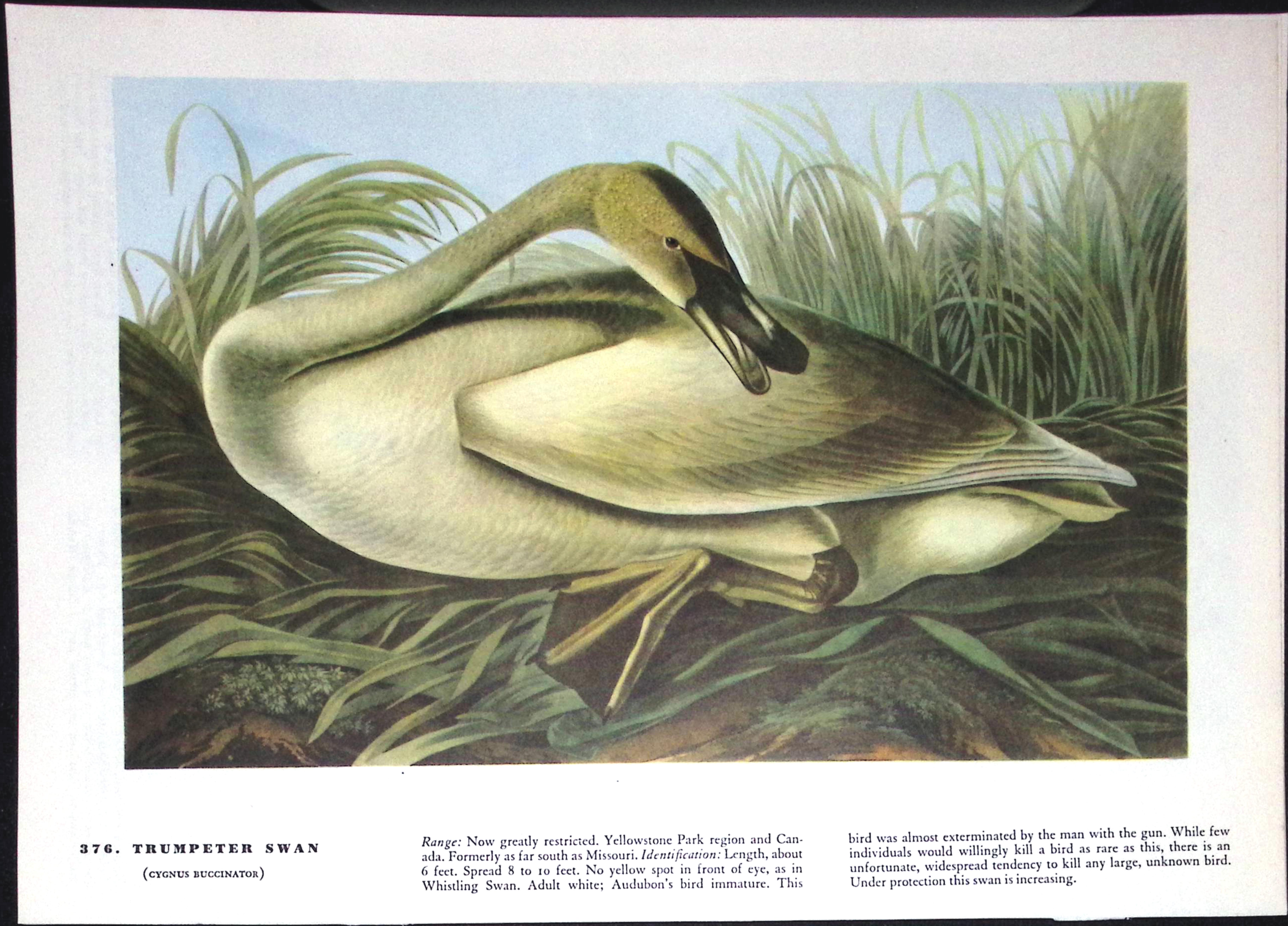 Job-Lot John James Audubon Birds of America 72-Year-Old Coloured Book Plates-25