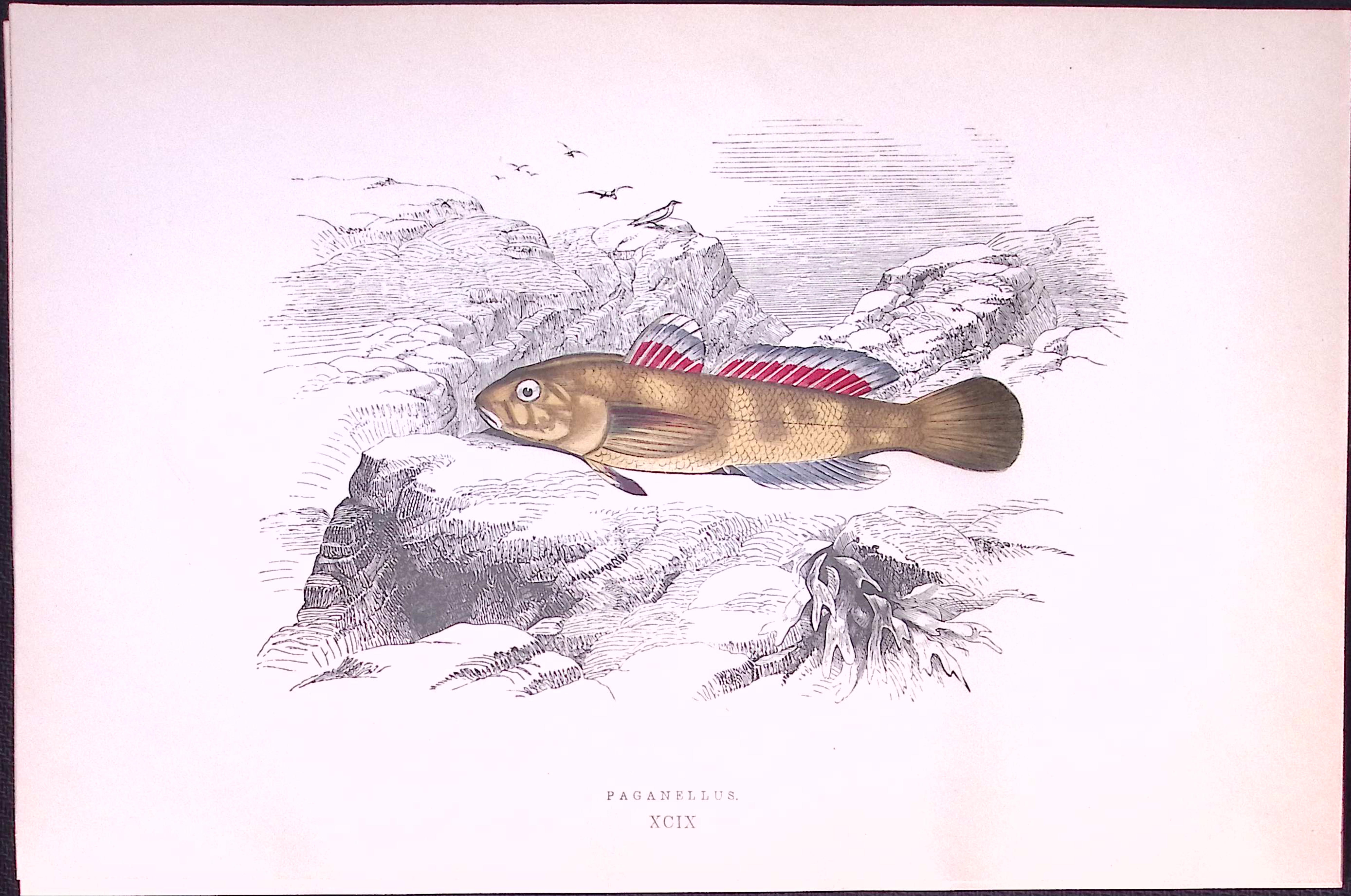 Paganellus Fish Scarce Antique 1877 J. Couch Woodblock Engraving-230