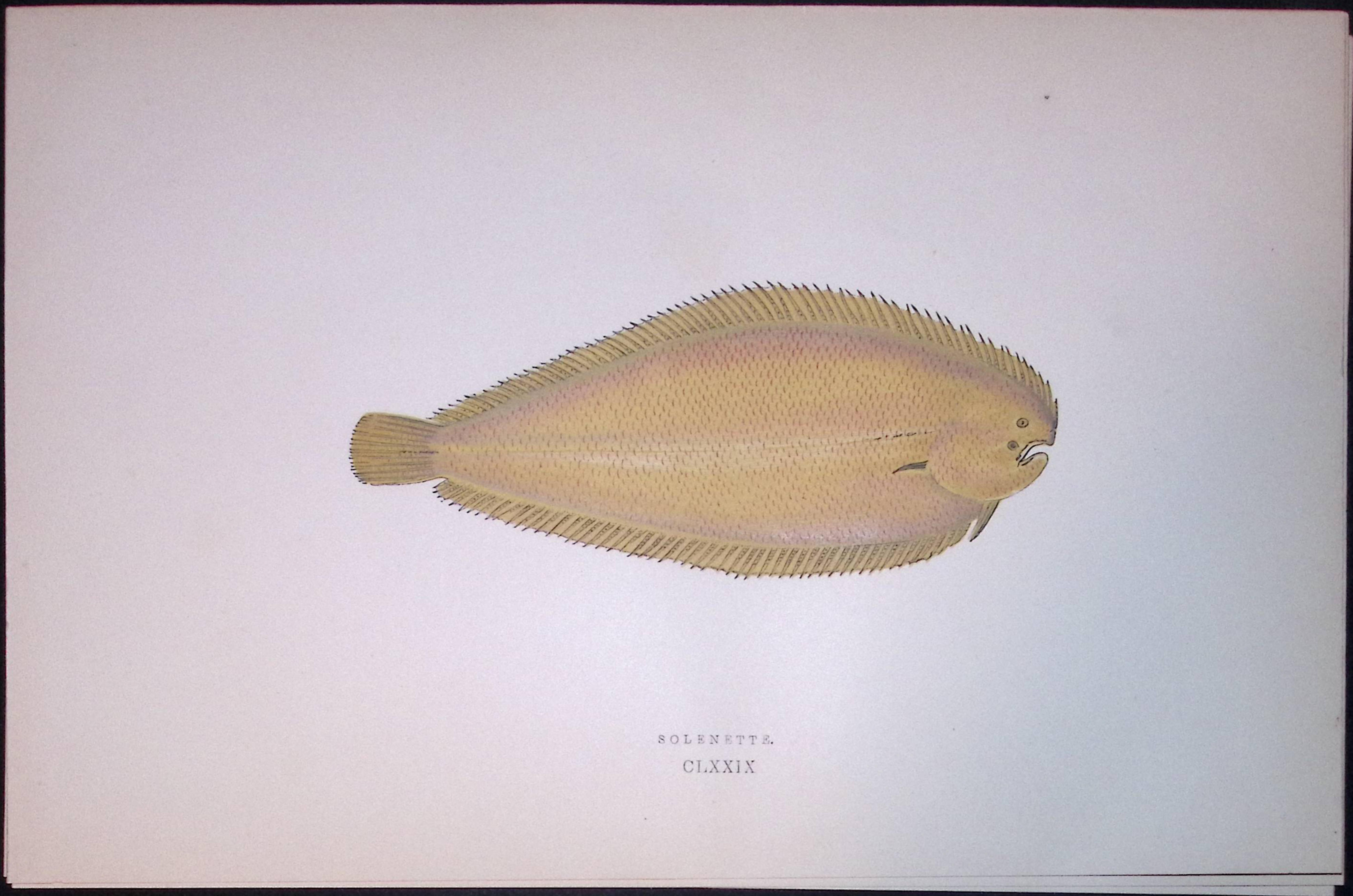 Solenette Fish Scarce Antique 1877 J. Couch Woodblock Engraving-182