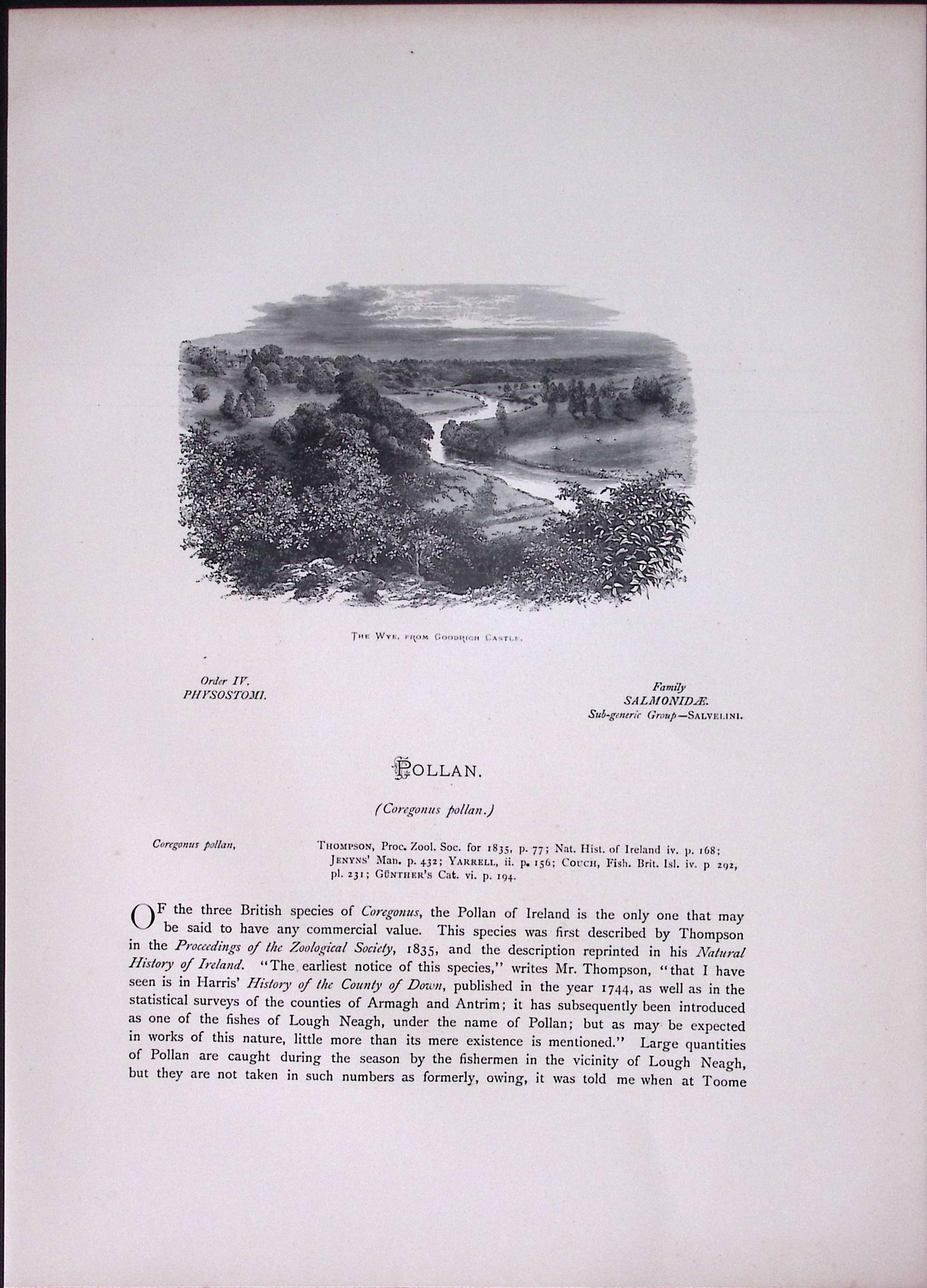 Pollan & Powan Rev Houghton British Freshwater Fish 1879 Scarce Engraving-6