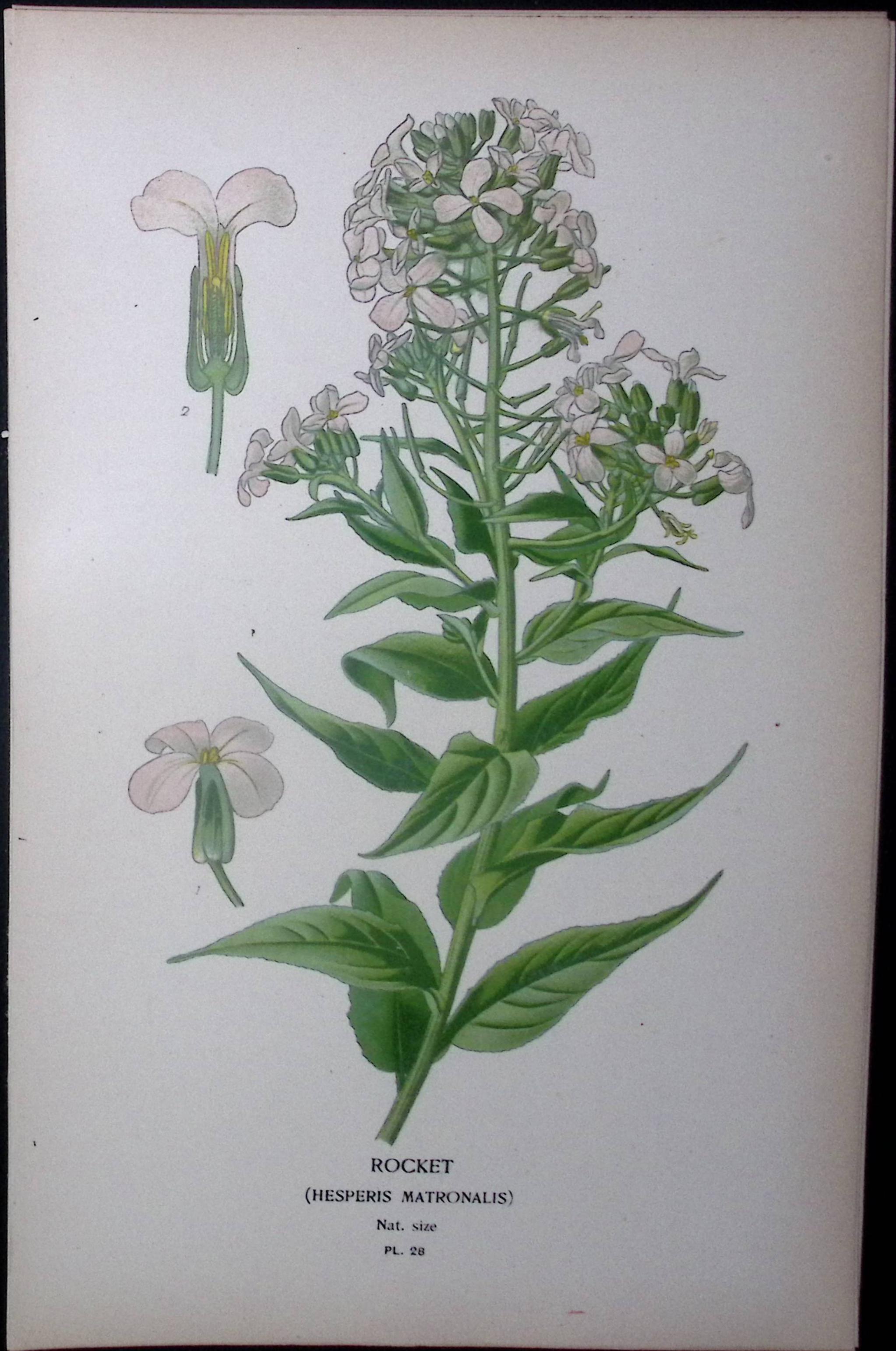 Rocket Flower Edward Step Rare Antique Botanical Book Plate-28