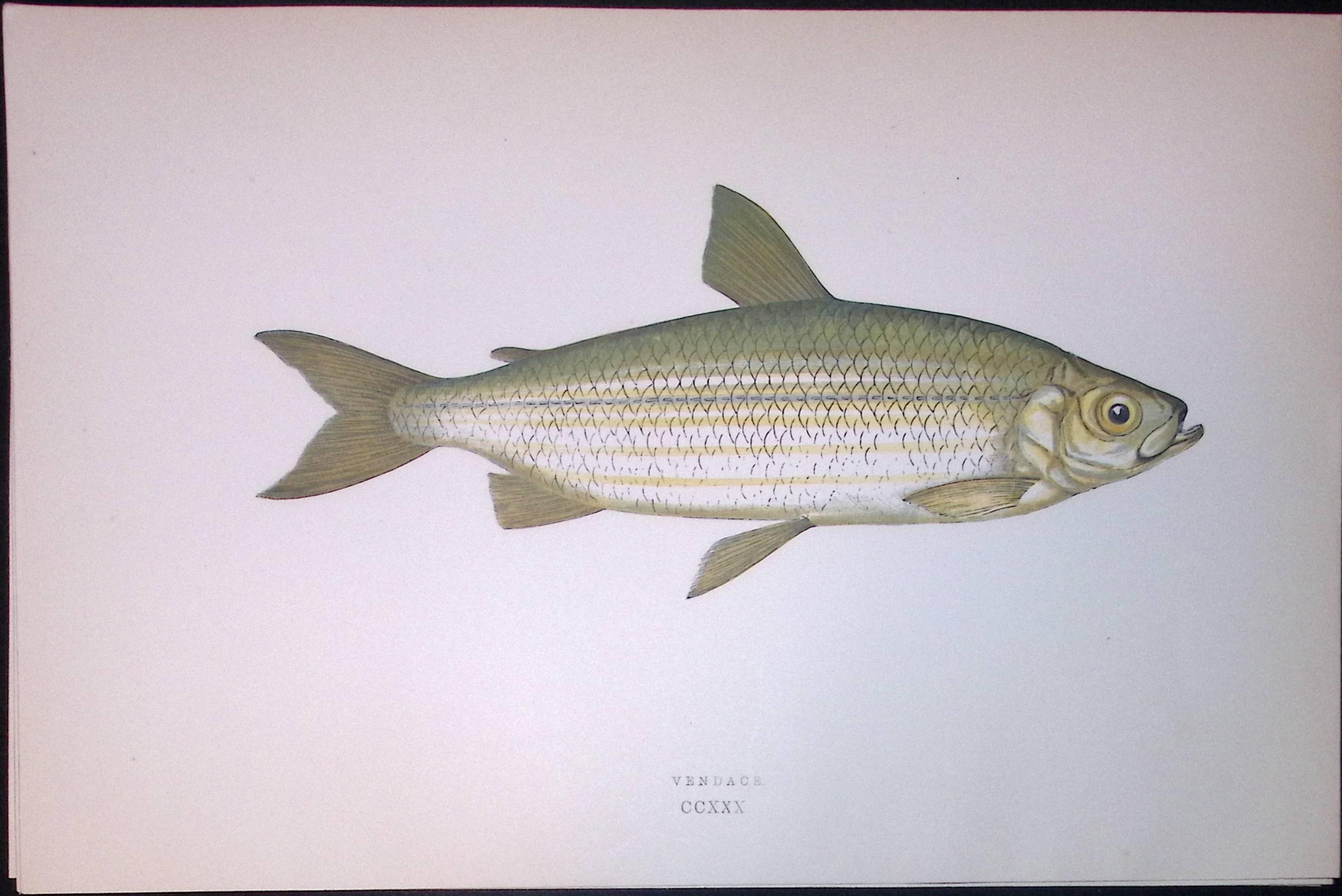 Vendace Fish Scarce Antique 1877 J. Couch Woodblock Engraving-139