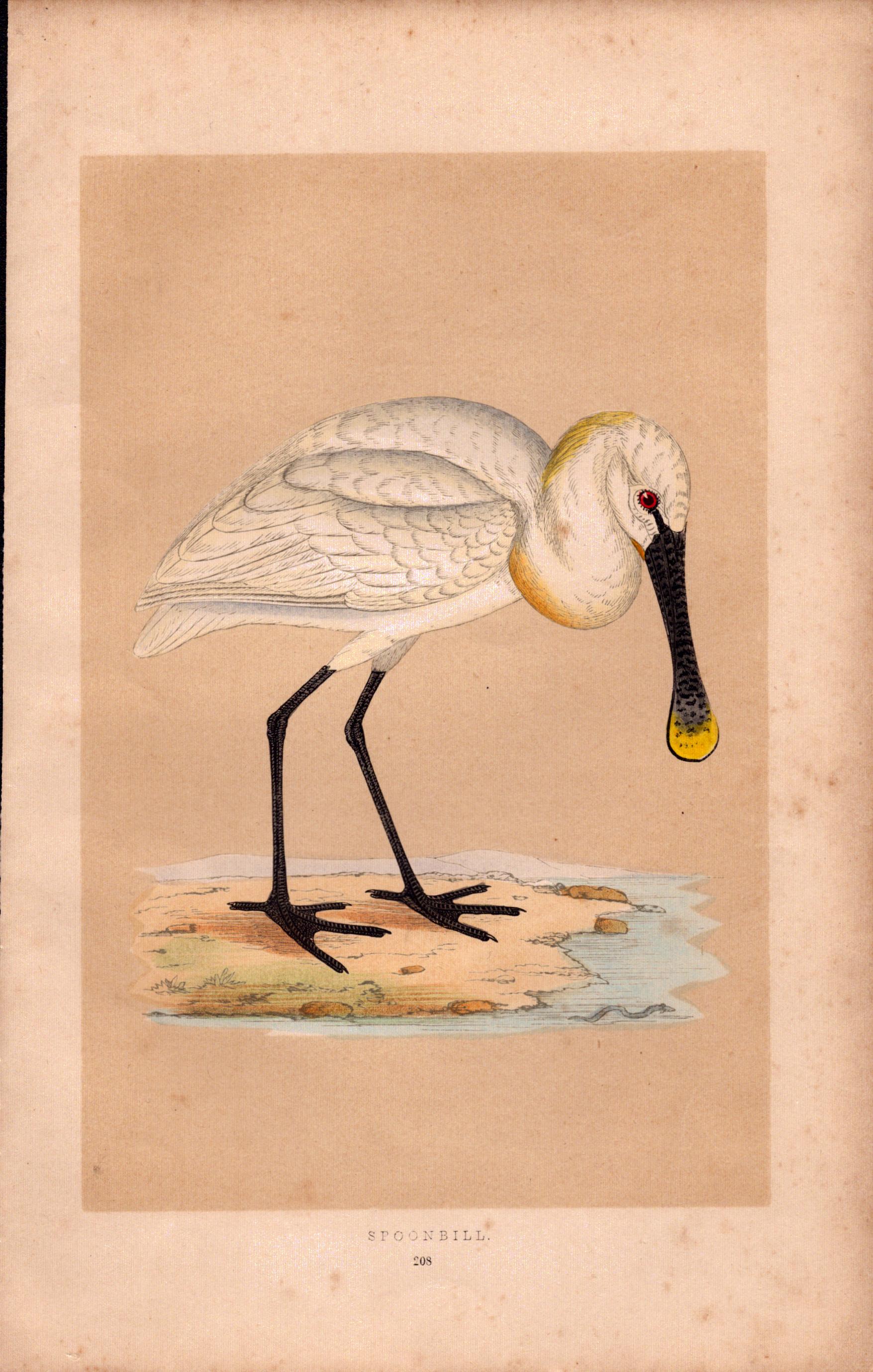Spoonbill  Rev Morris Antique History of British Birds Engraving.