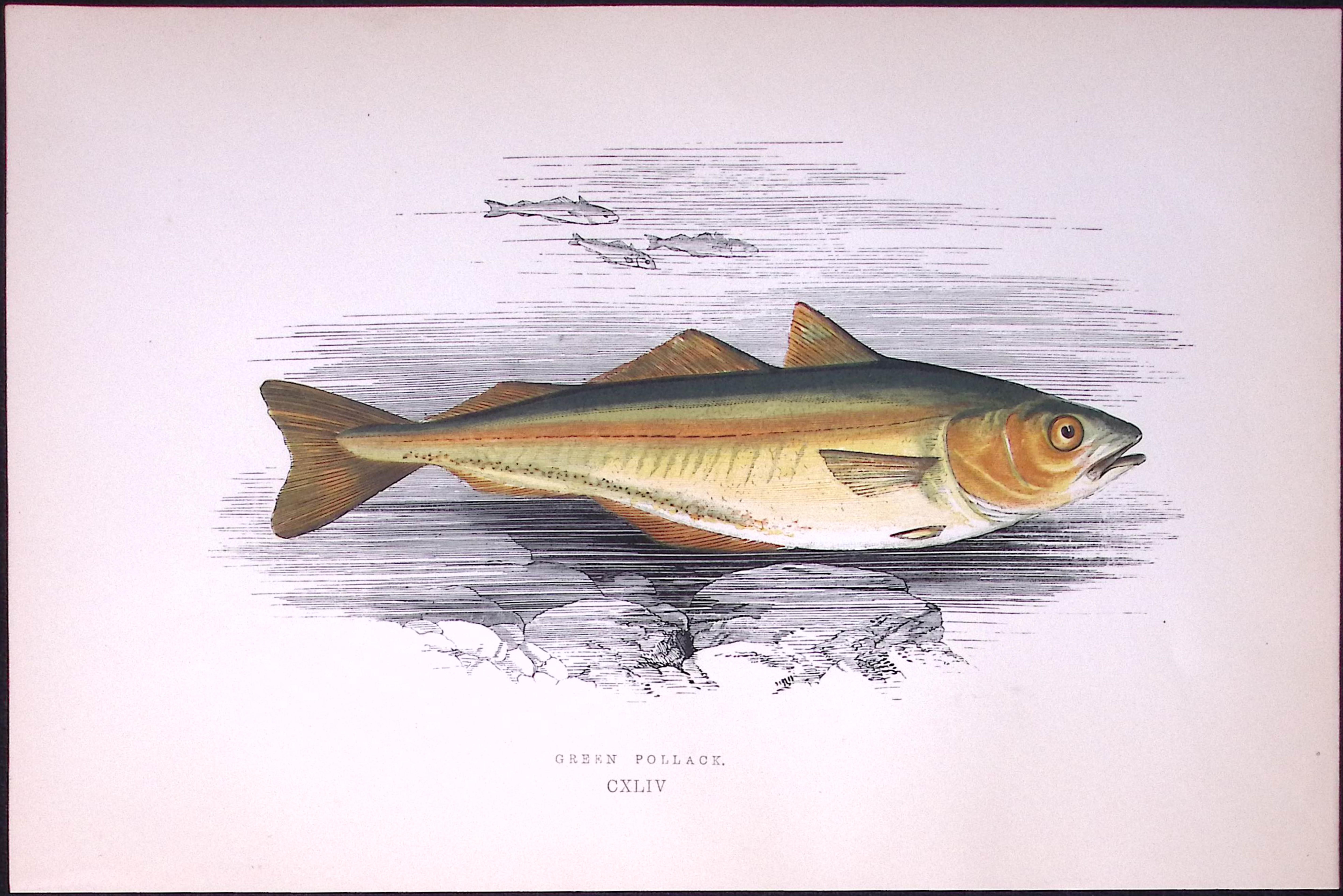 Green Pollack Fish Antique 1877 J. Couch Woodblock Engraving-82.