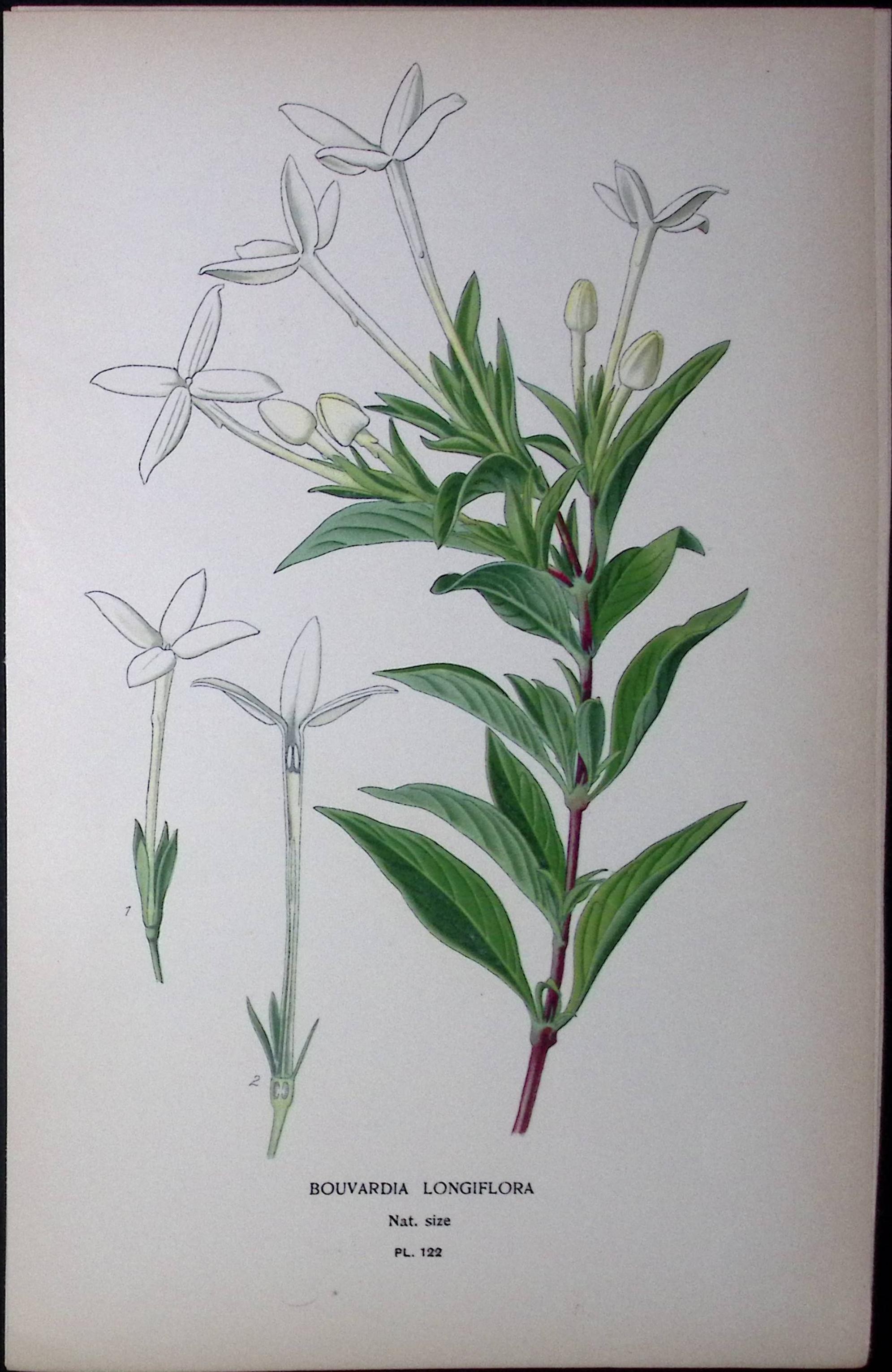 Scented Bouvardia, Edward Step Rare Antique Botanical Book Plate-122