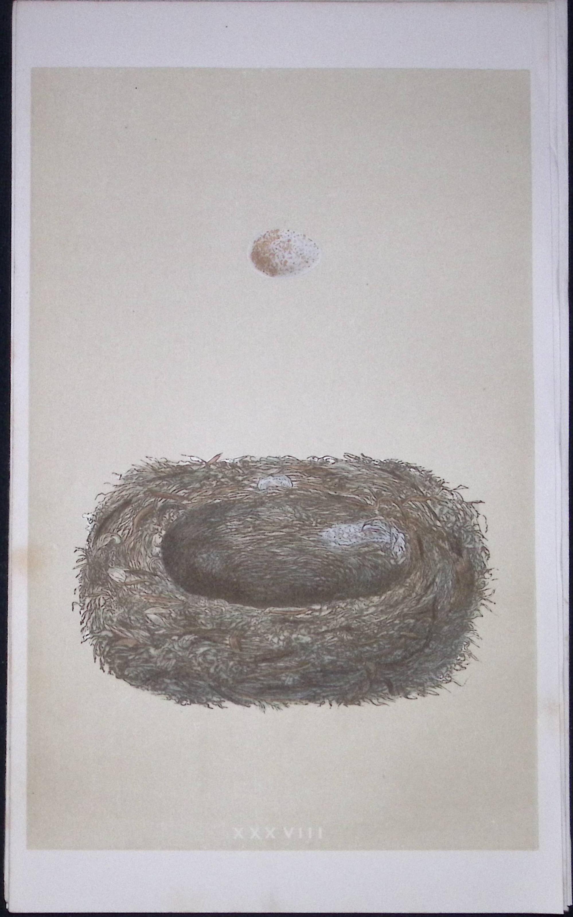 Rev Morris Spotted Flycatcher Bird Nest & Egg Antique Woodblock Engraving-10a