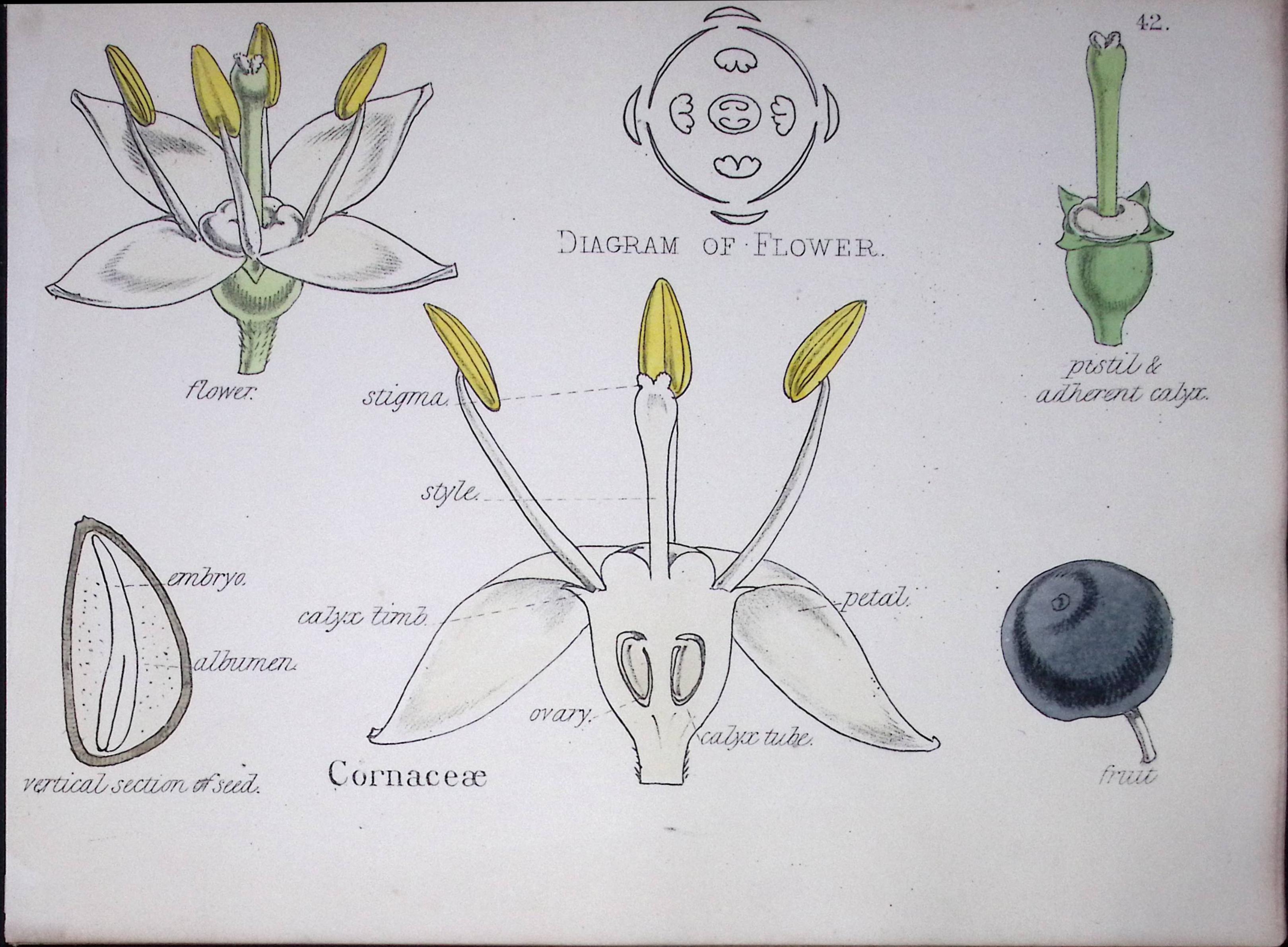 Dogwood Botanical Flower Diagram Rare Antique First Edition Illustration-42