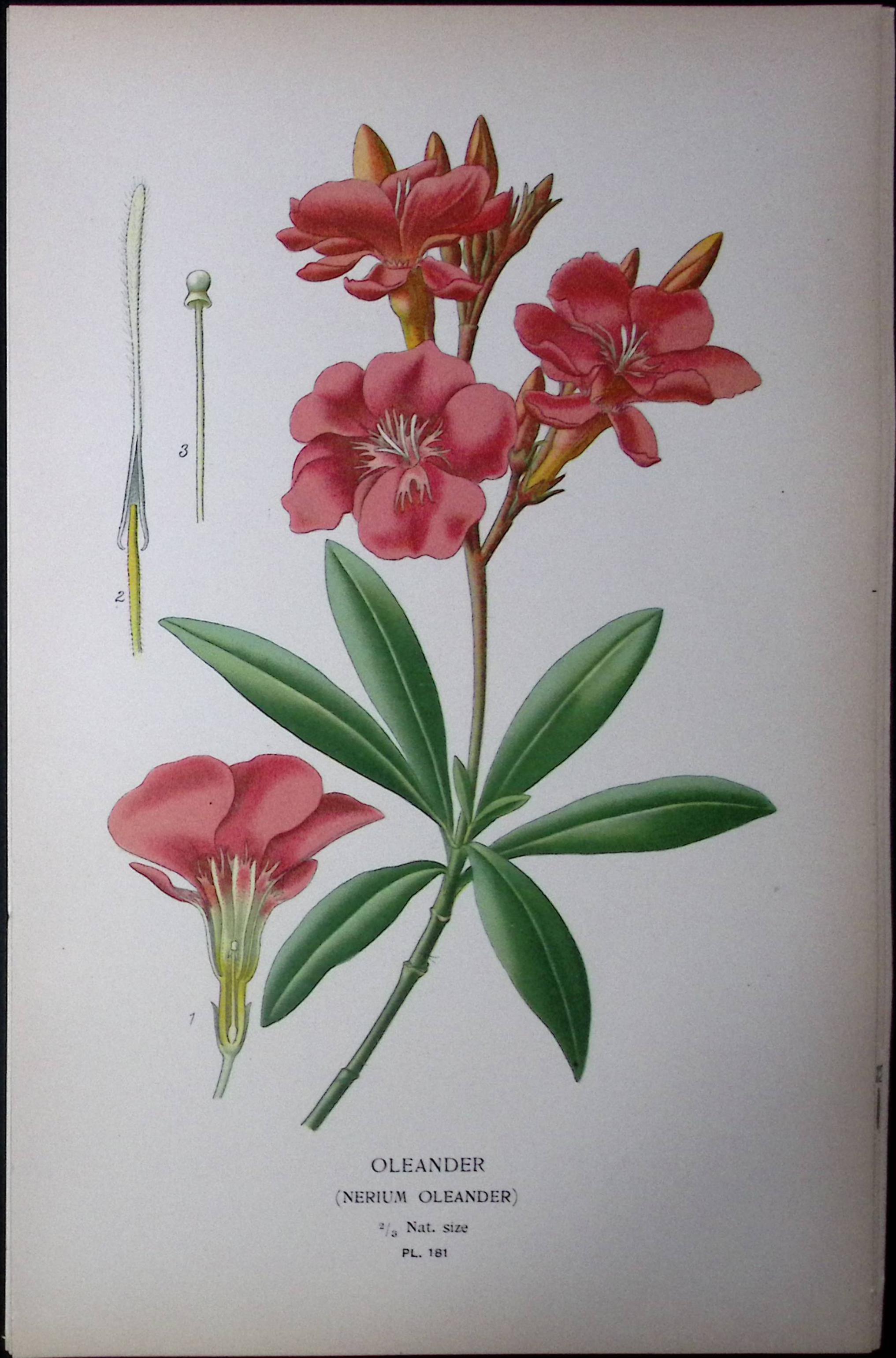 Oleander Flower Edward Step Rare Antique Botanical Book Plate-181