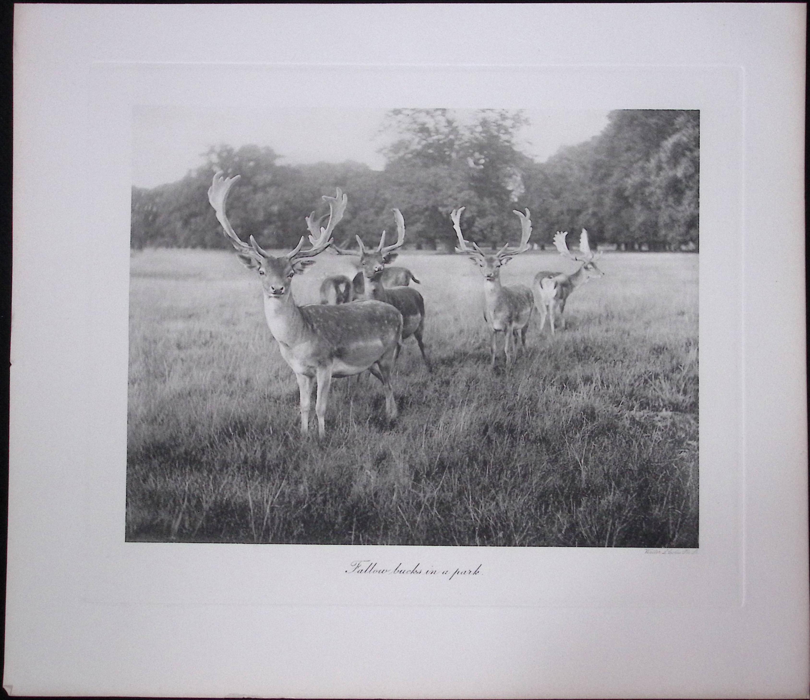 Job-Lot J.G. Millais Rare Limited-Edition Stag Family Species Antique Prints-17