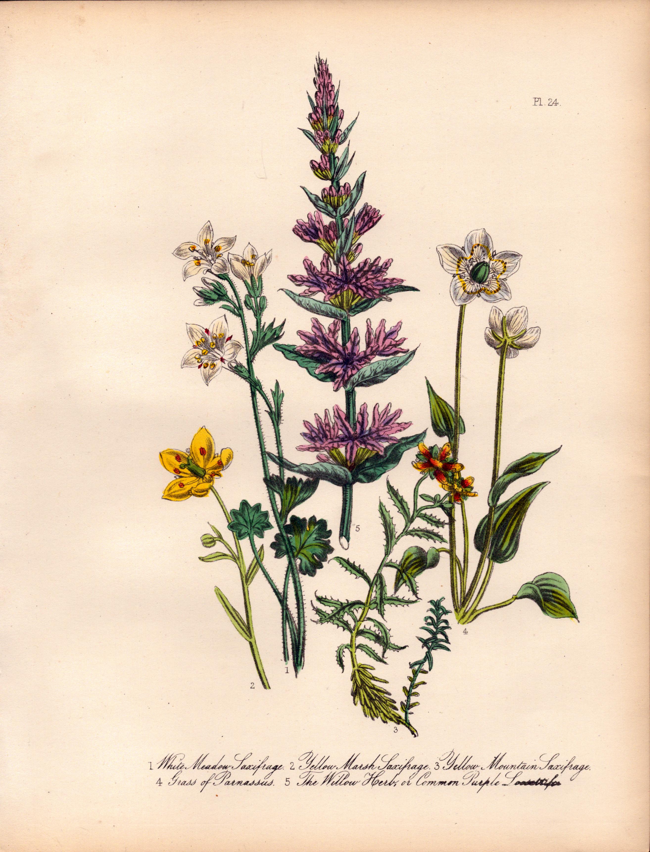 Rare 165-Yr-Old Antique Wildflower Gilt-Edged Illustration Jane Webb Loudon-24.