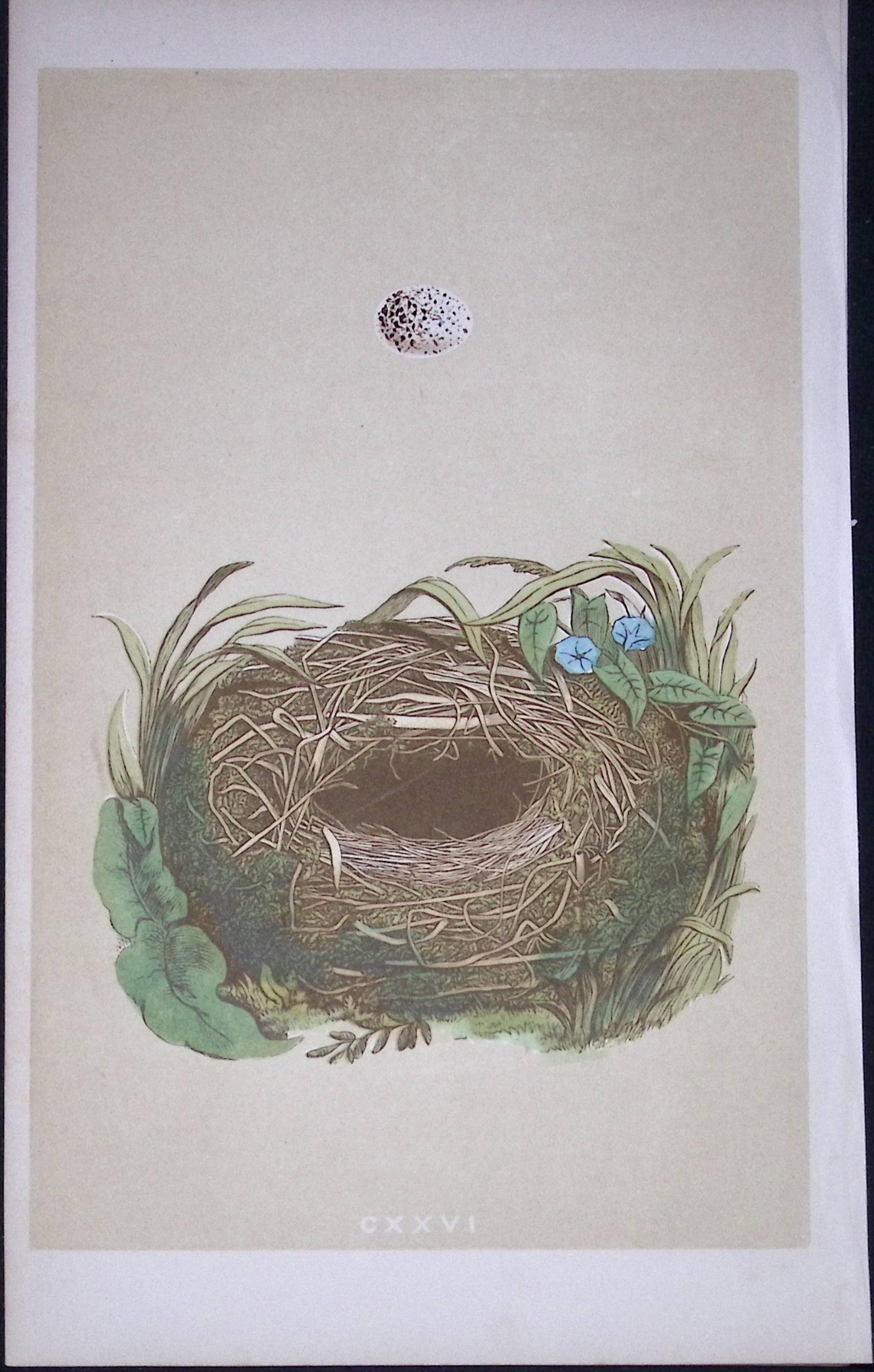 Rev Morris Wood Warbler Bird Nest & Egg Antique Woodblock Engraving-73