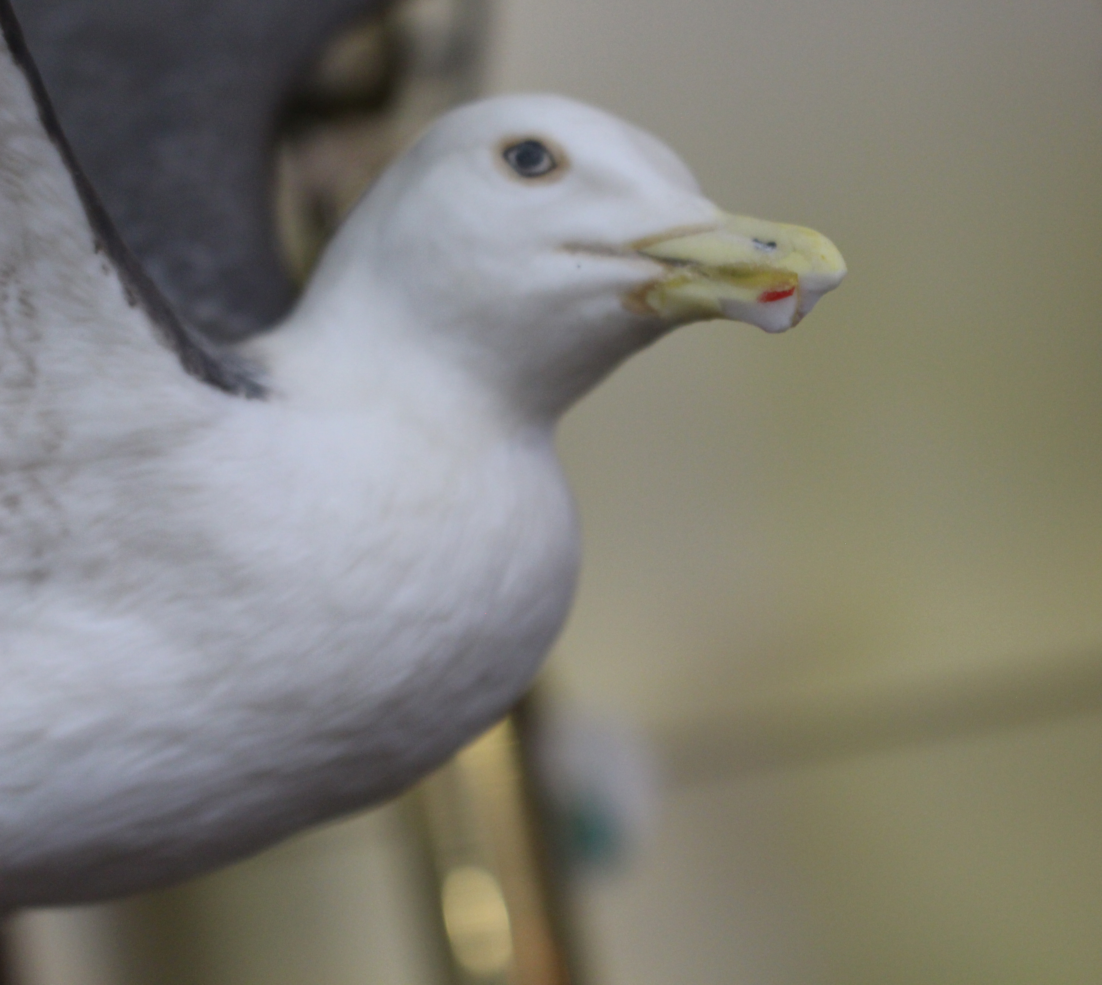 Franklin Porcelain The Great Black-Backed Gull