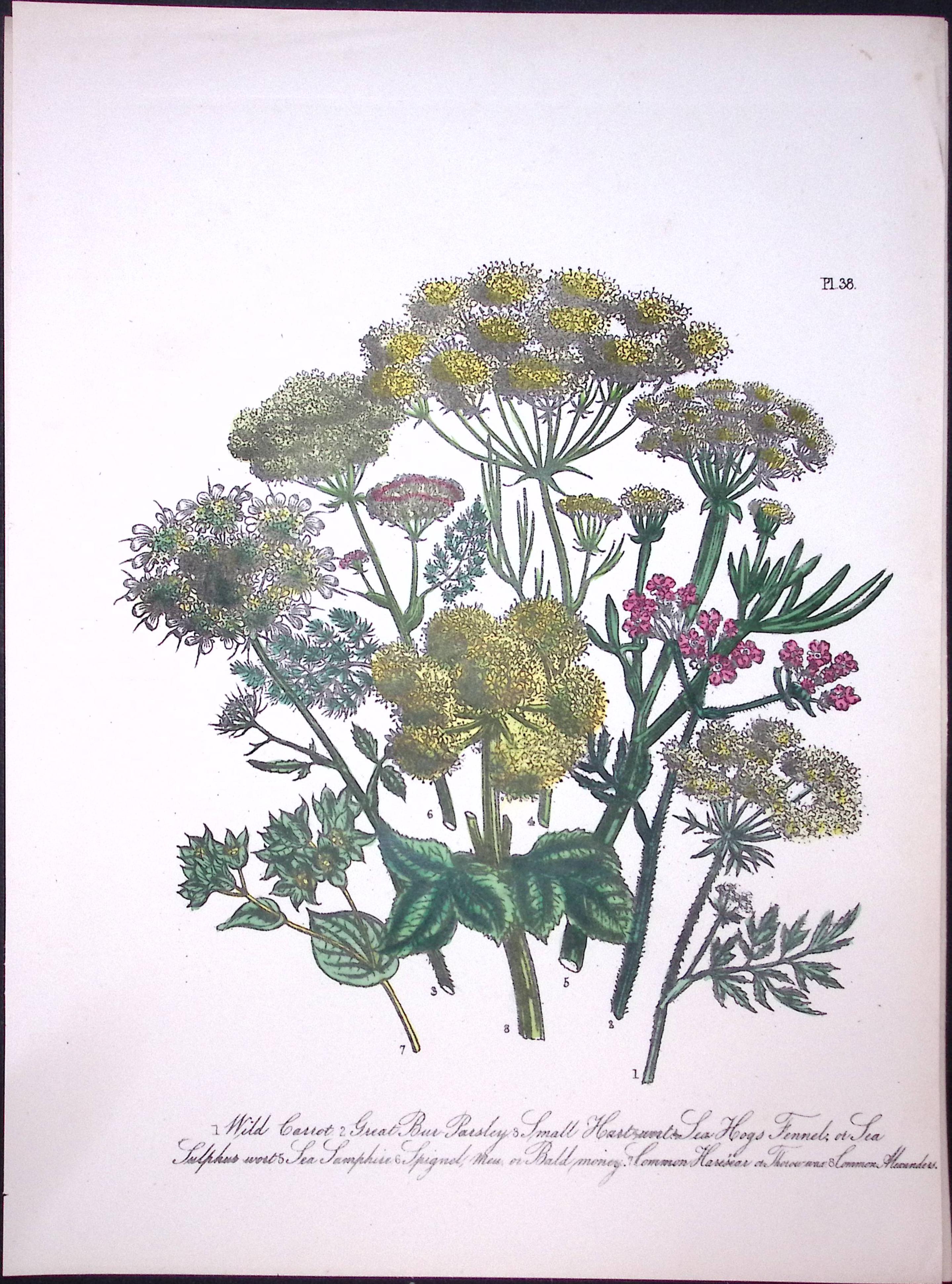 Rare 165-Yr-Old Antique Wildflower Gilt-Edged Illustration Jane Webb Loudon-38.