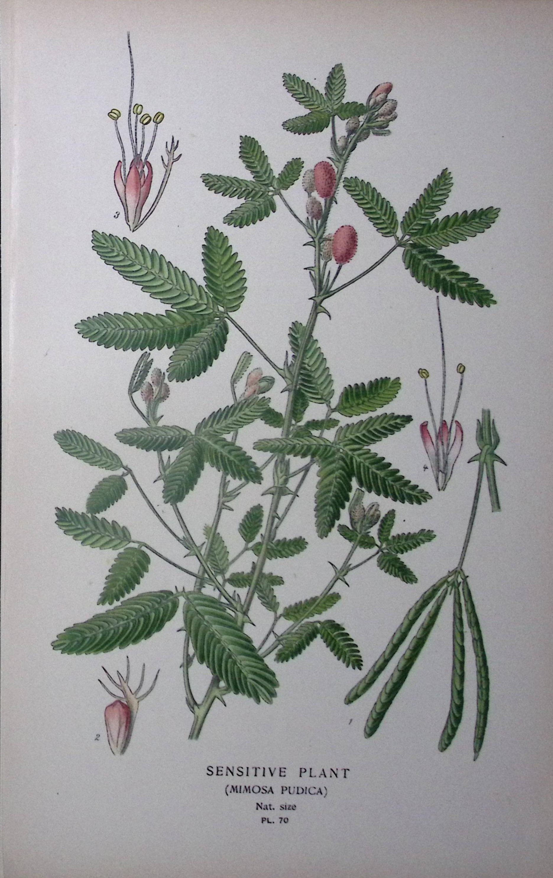 Sensitive Plant Edward Step Rare Antique Botanical Book Plate-70
