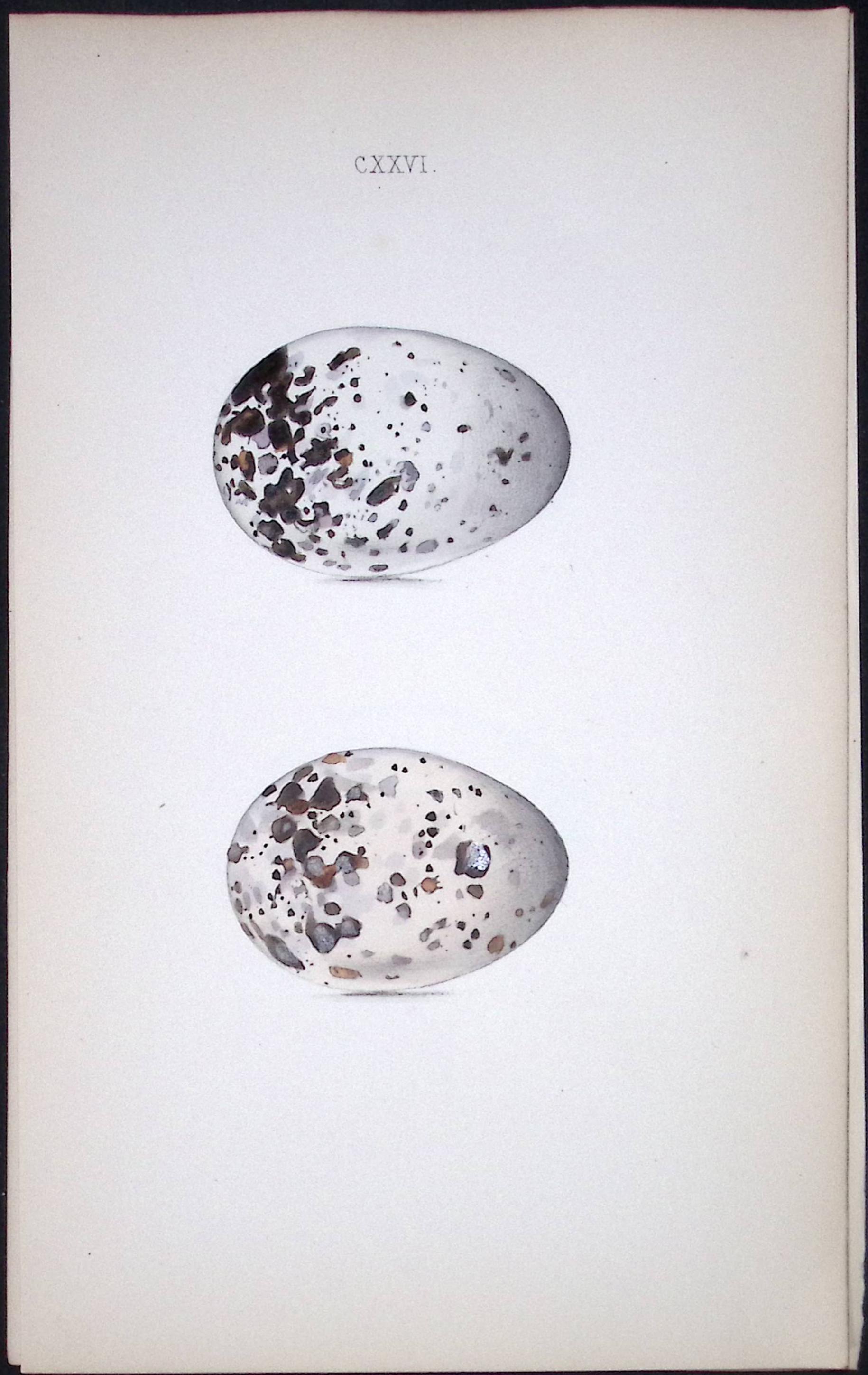 Black Guillemot Hewitson Antique Nests & Eggs of British Birds Print-114