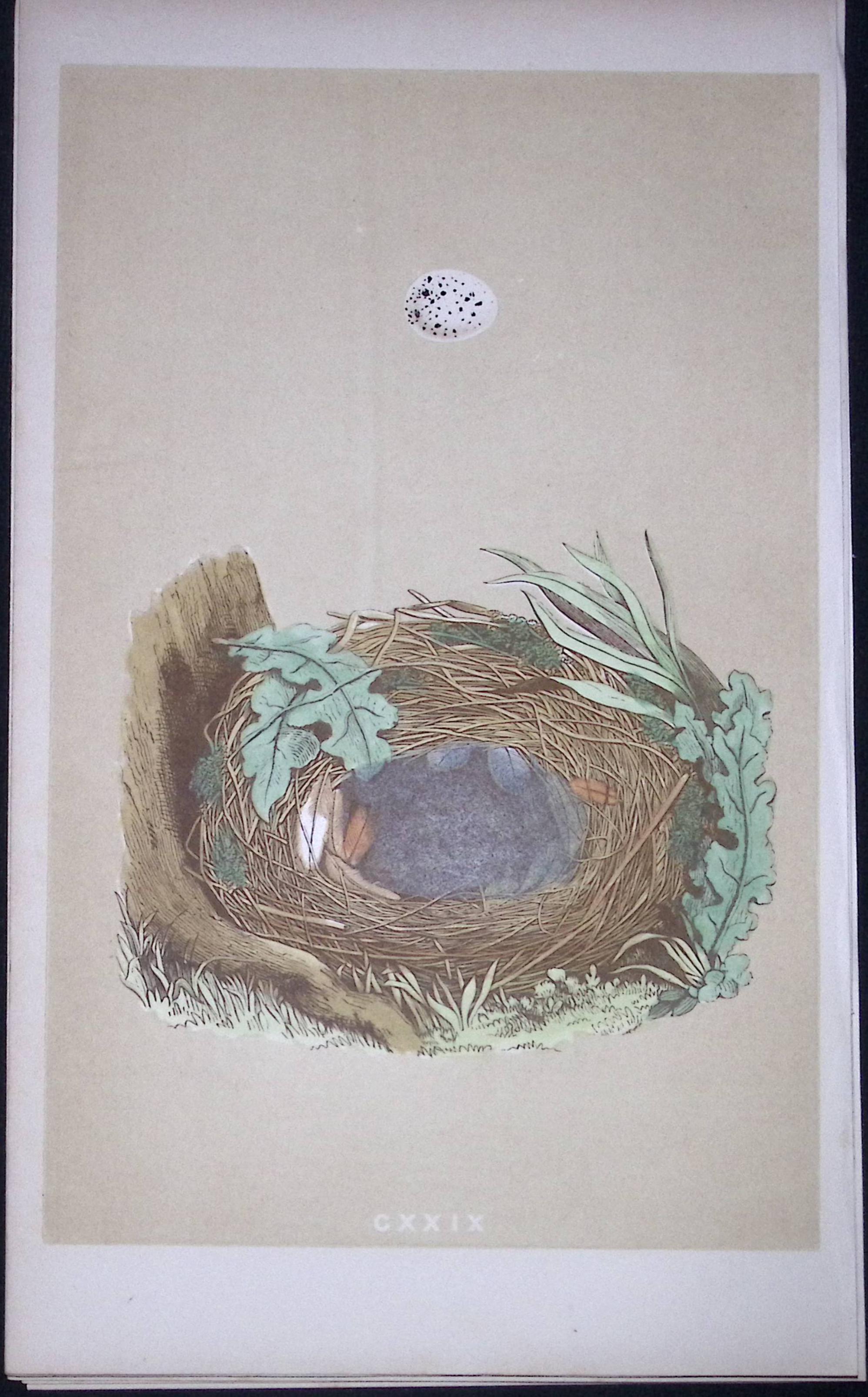 Rev Morris Chiff Chaff Bird Nest & Egg Antique Woodblock Engraving-76