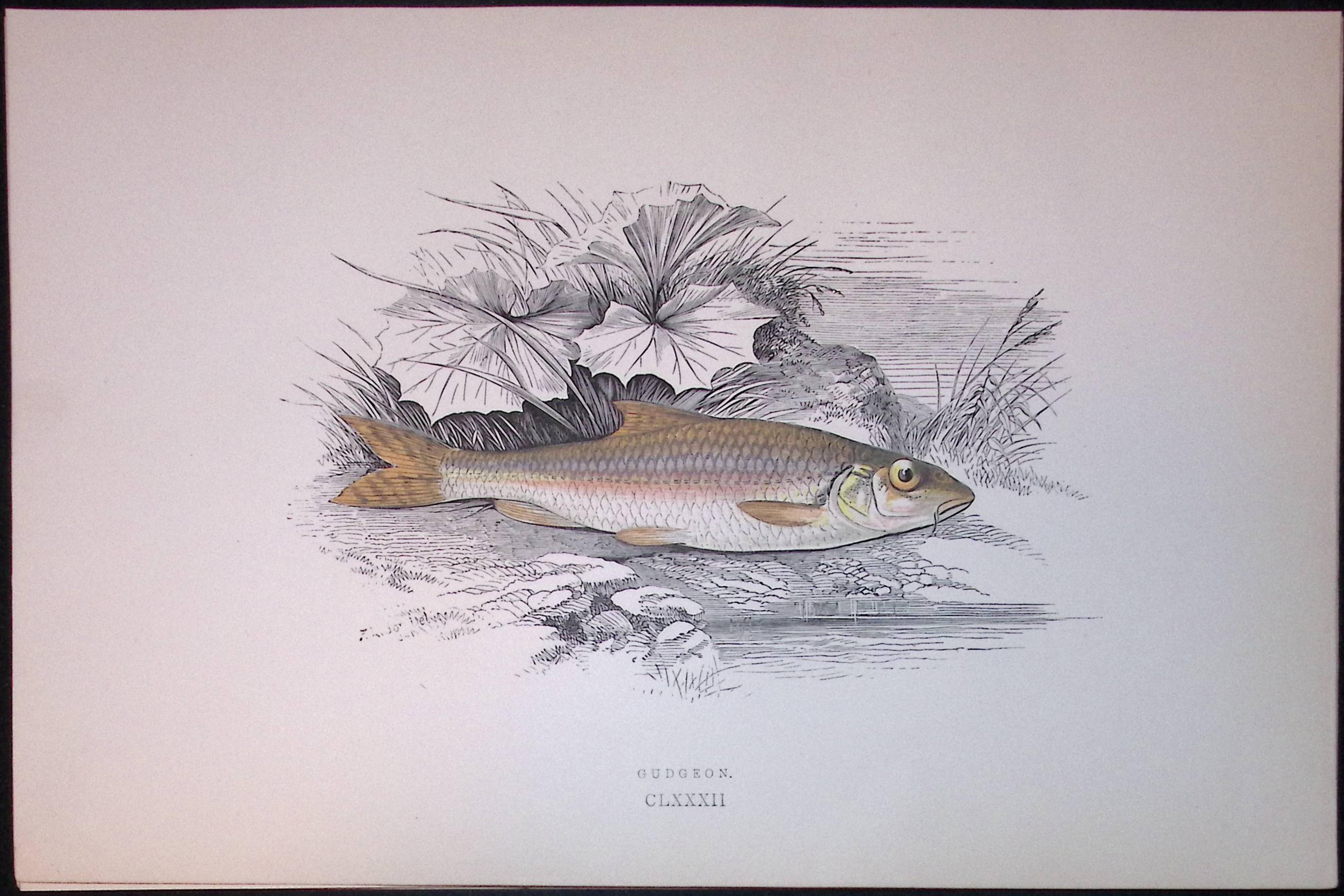 Dudgeon Fish Scarce Antique 1877 J. Couch Woodblock Engraving-128