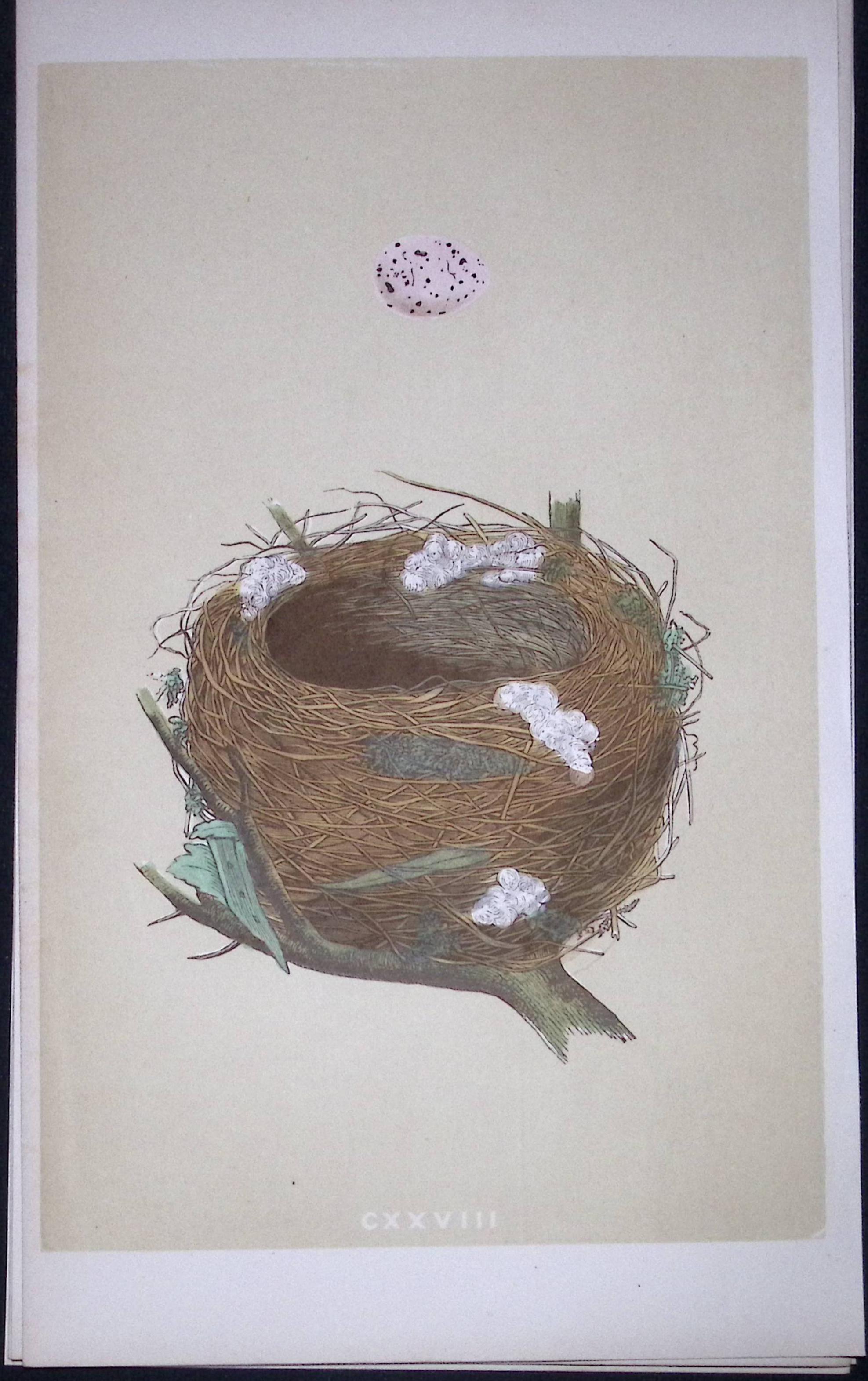 Rev Morris Melodious Willow Warbler Bird Nest & Egg Antique Woodblock Engraving-63