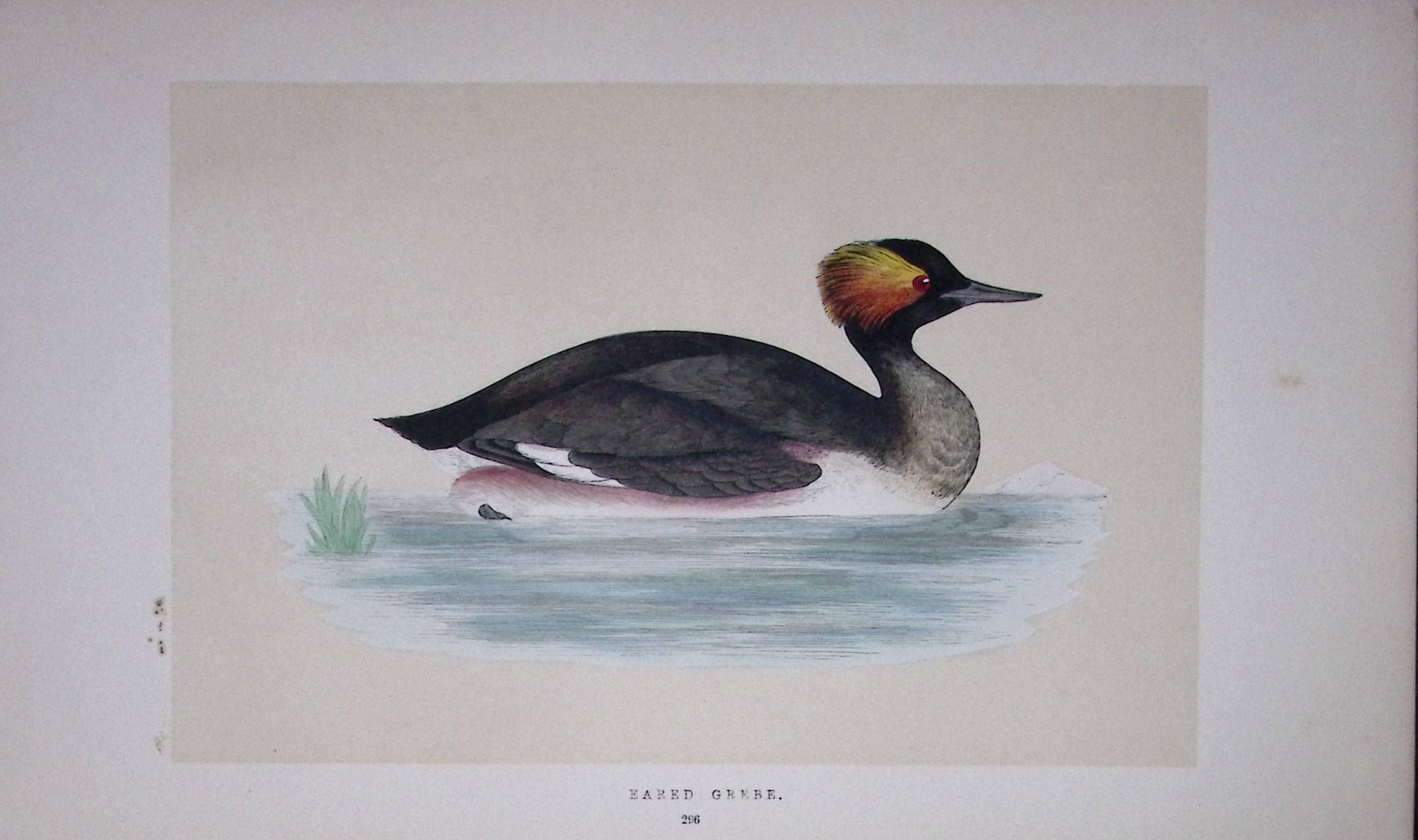 Eared Grebe Bird- Rev Morris First Edition Antique Woodblock Engraving-106