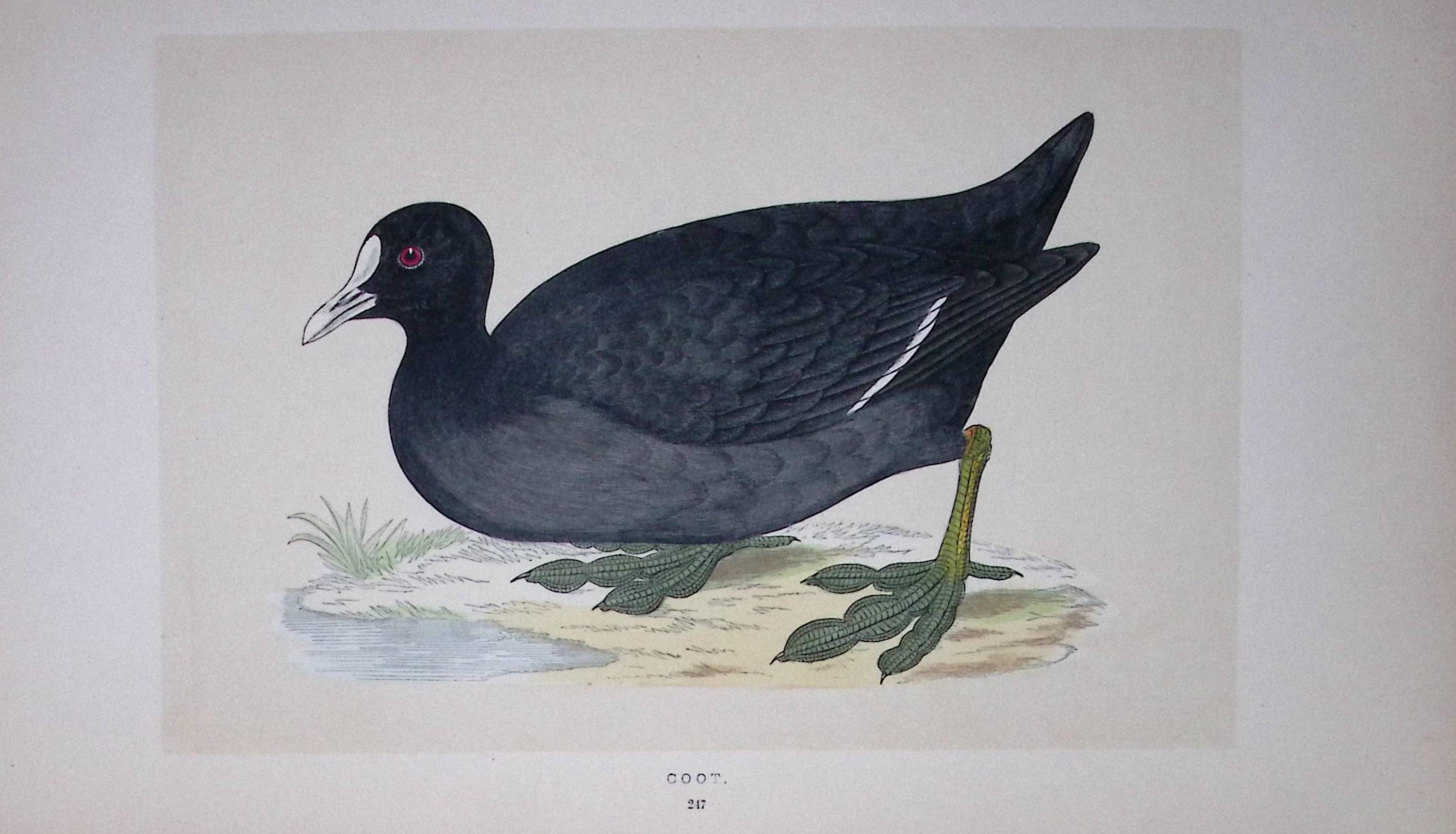Coot Bird- Rev Morris First Edition Antique Woodblock Engraving-66