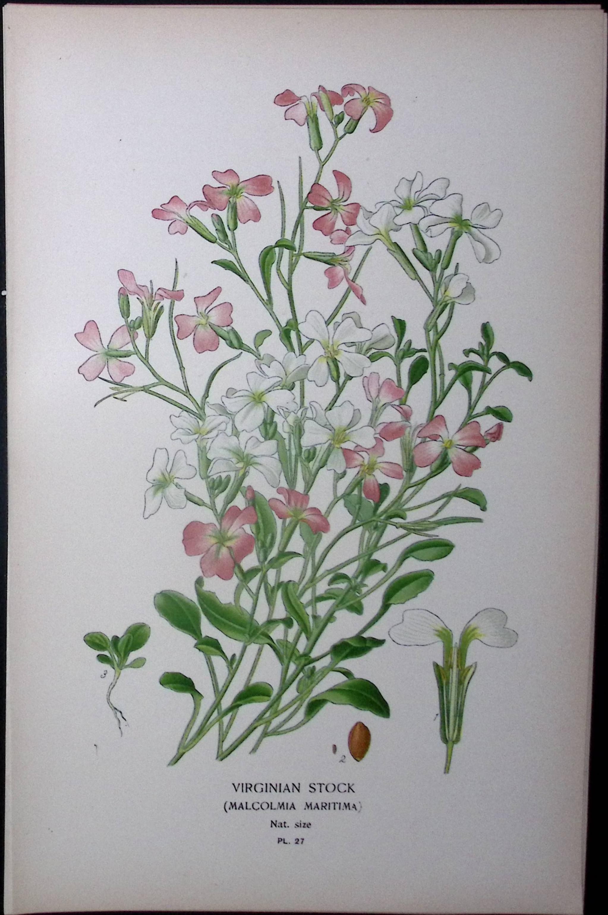 Virginian Stock Flower Edward Step Rare Antique Botanical Book Plate-27