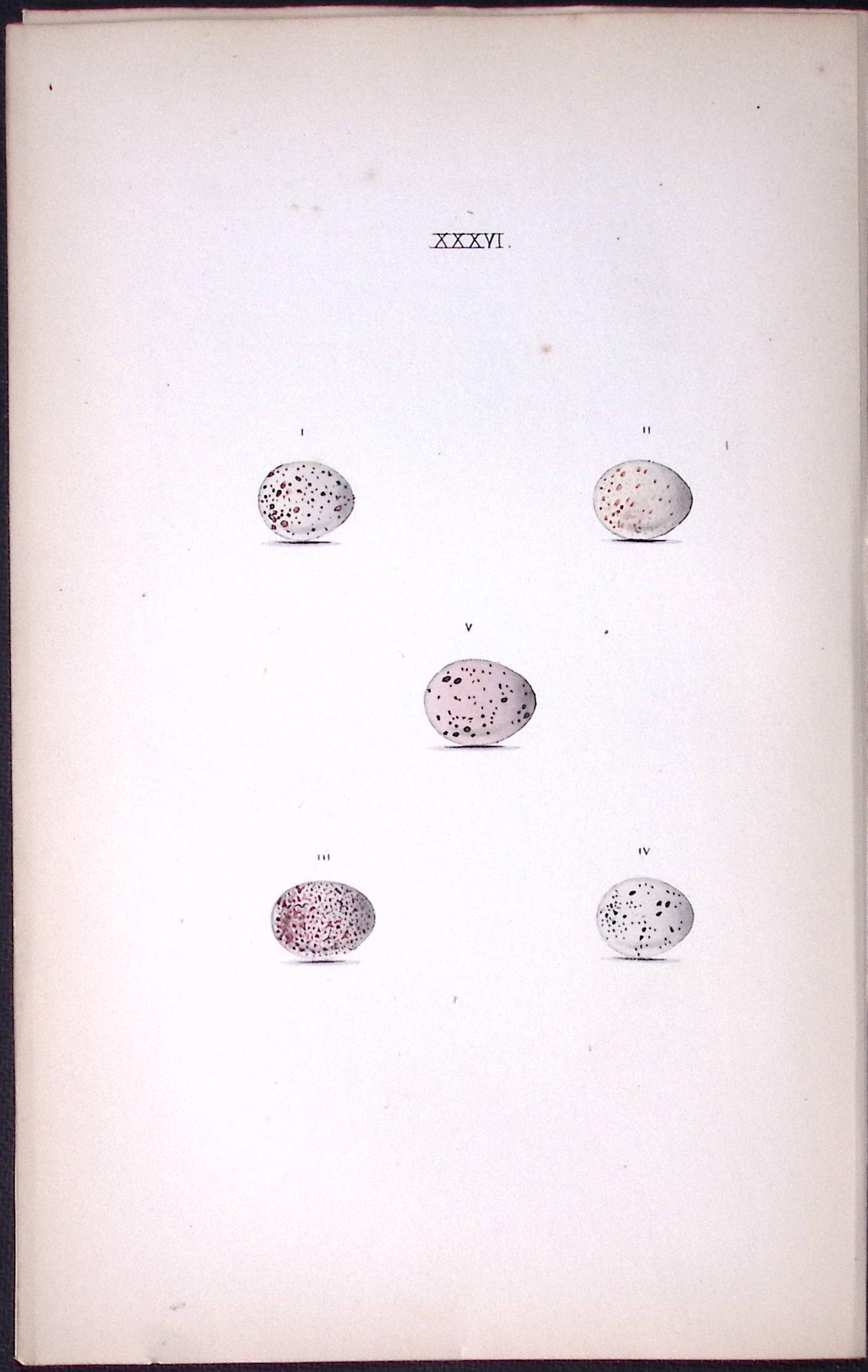 Wren, Chaff, Warbler - William Hewitson Antique Nests & Eggs of British Birds Print-20