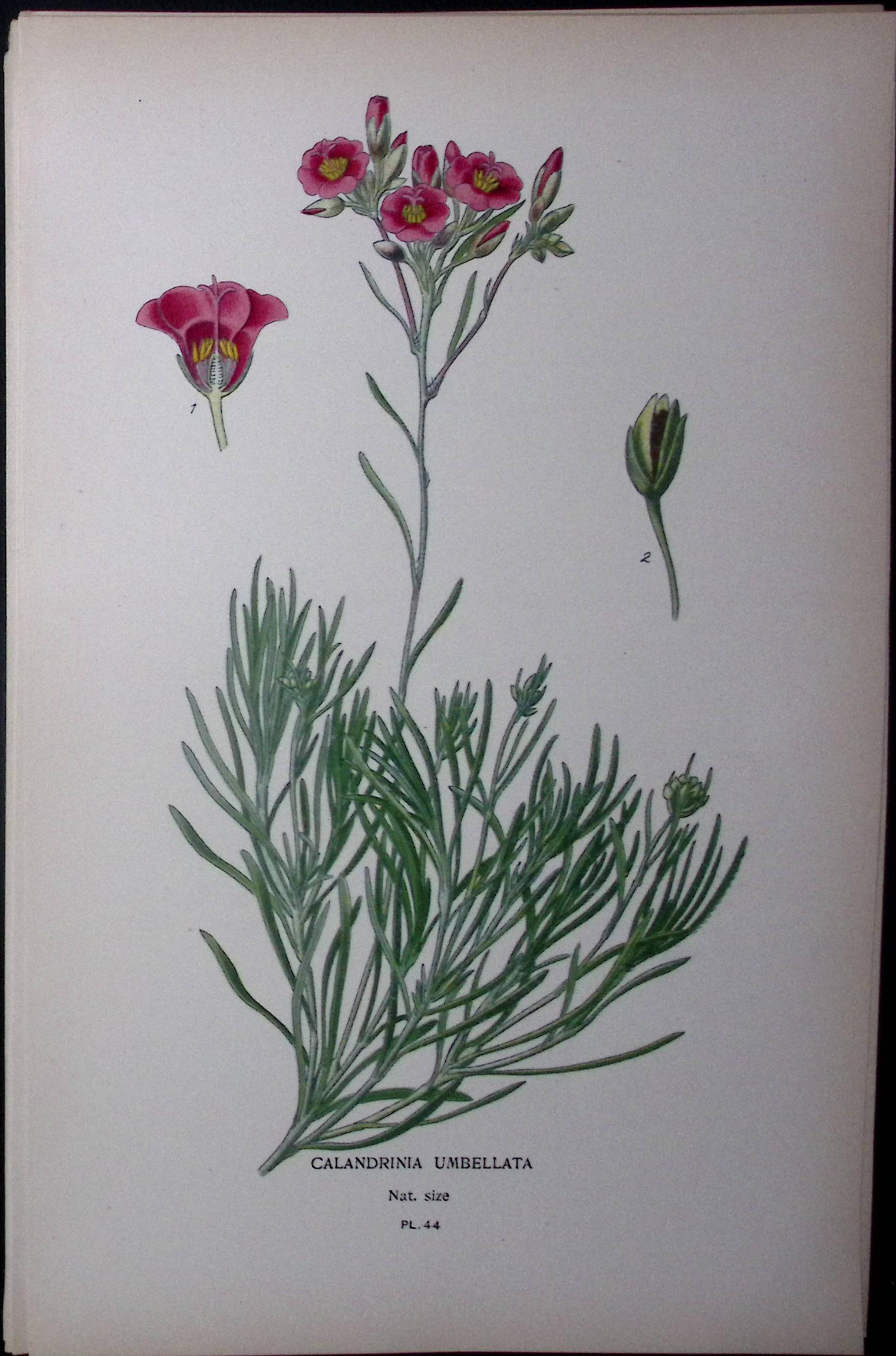 Rock Purslane Edward Step Rare Antique Botanical Book Plate-44