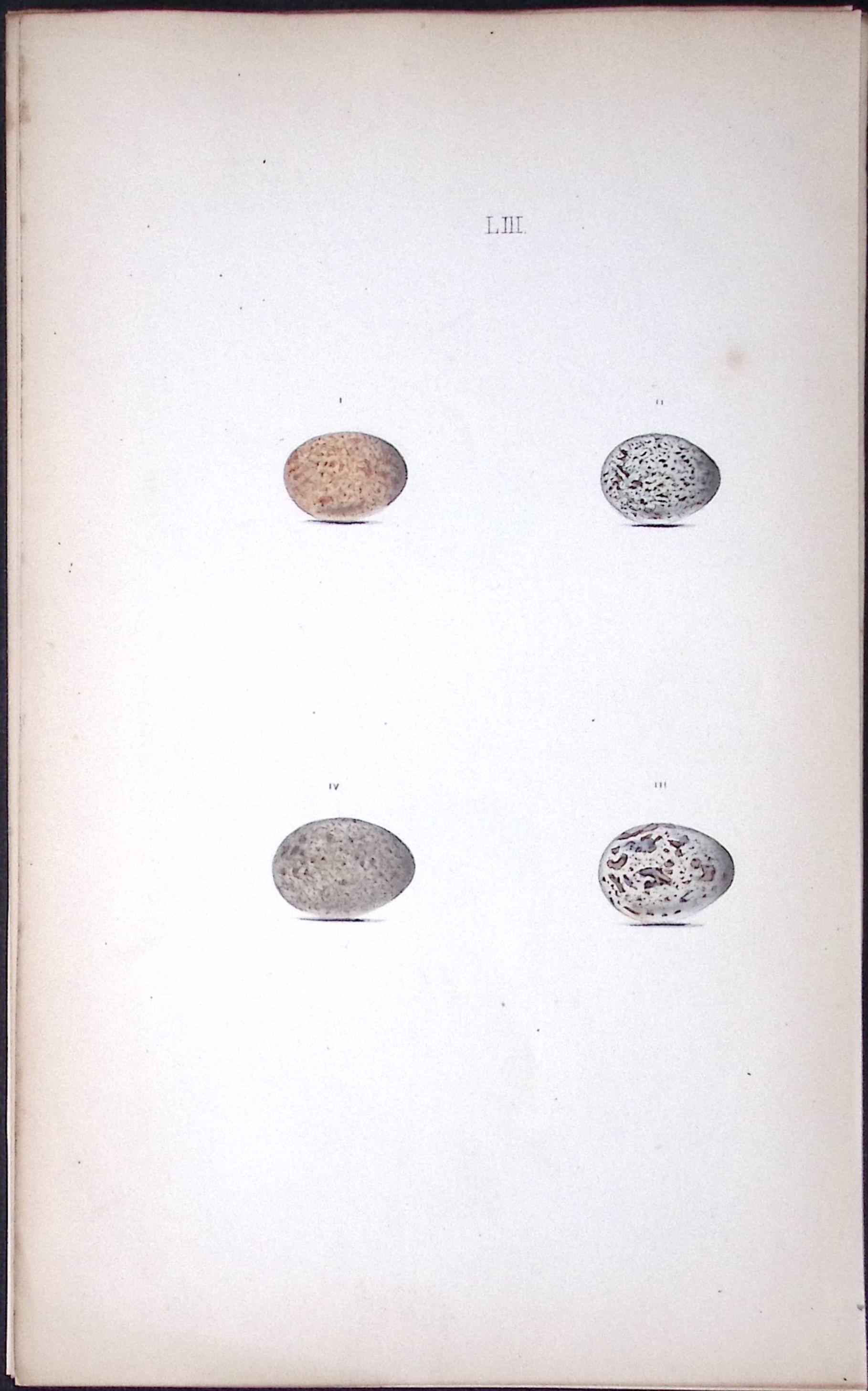 Tree Sparrow Species William Hewitson Antique Nests & Eggs of British Birds Print-60