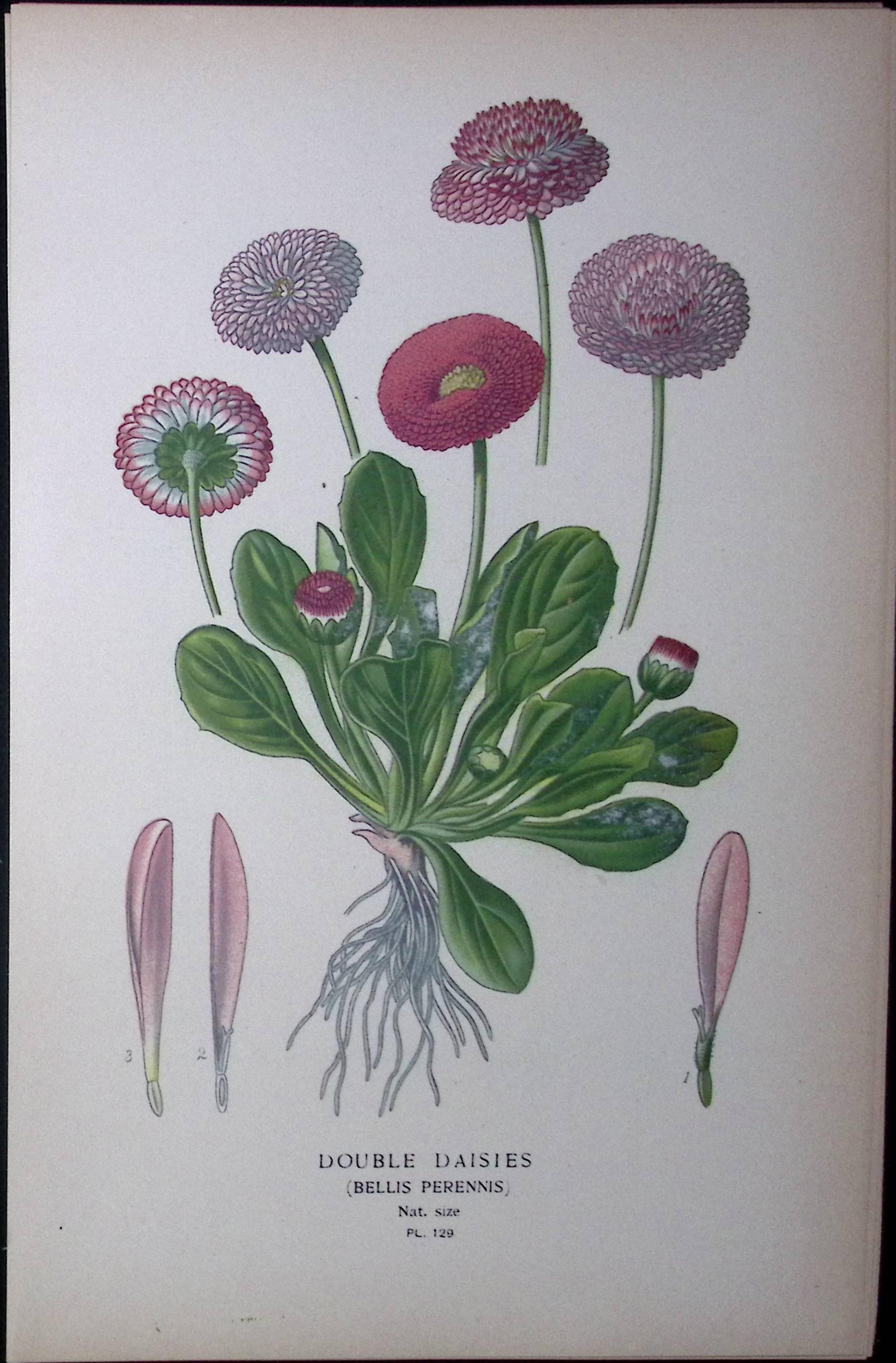 Double Daisies Edward Step Rare Antique Botanical Book Plate-129