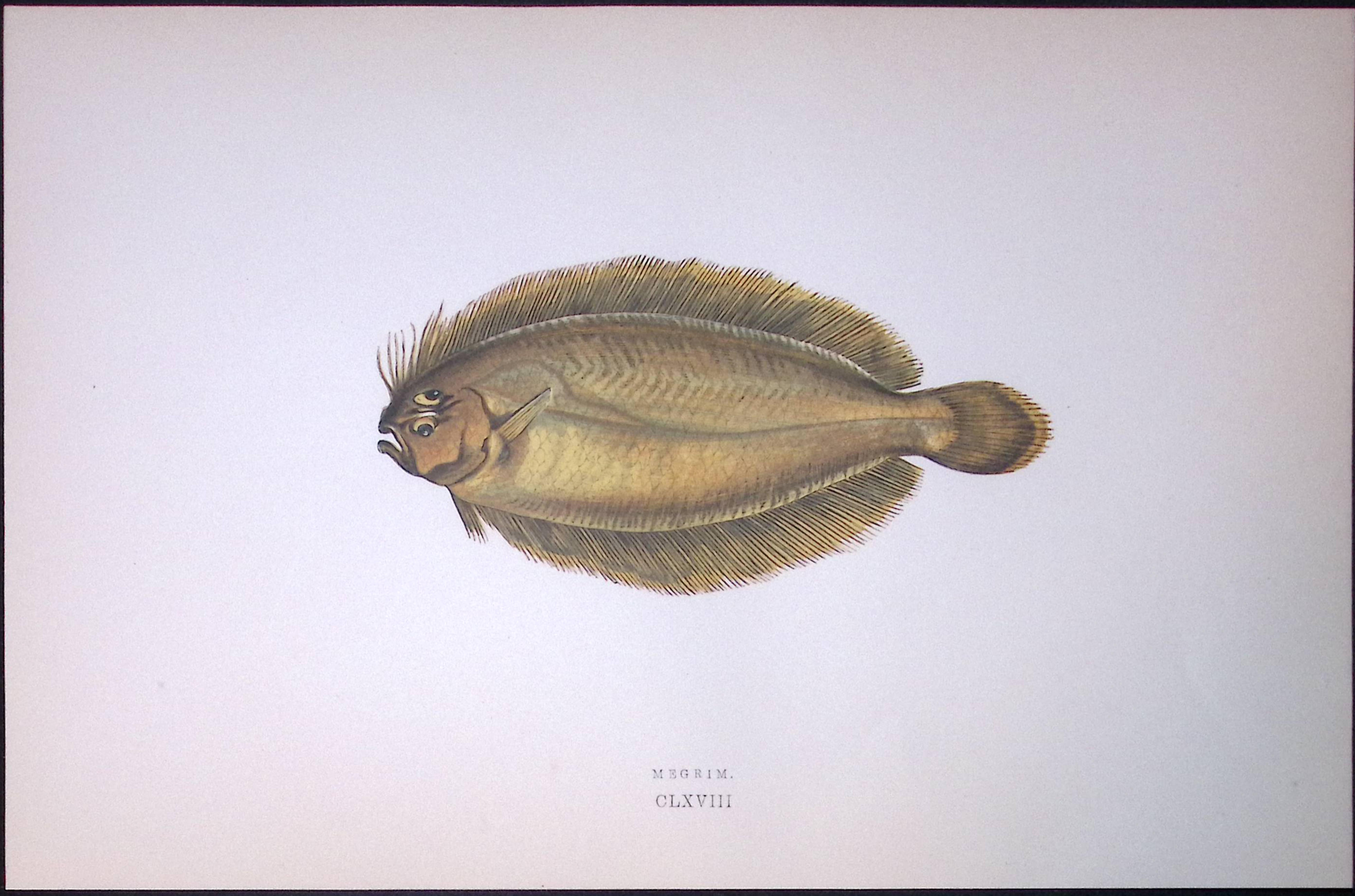 Ekstrom’s Topknot Fish Scarce Antique 1877 J. Couch Woodblock Engraving-171