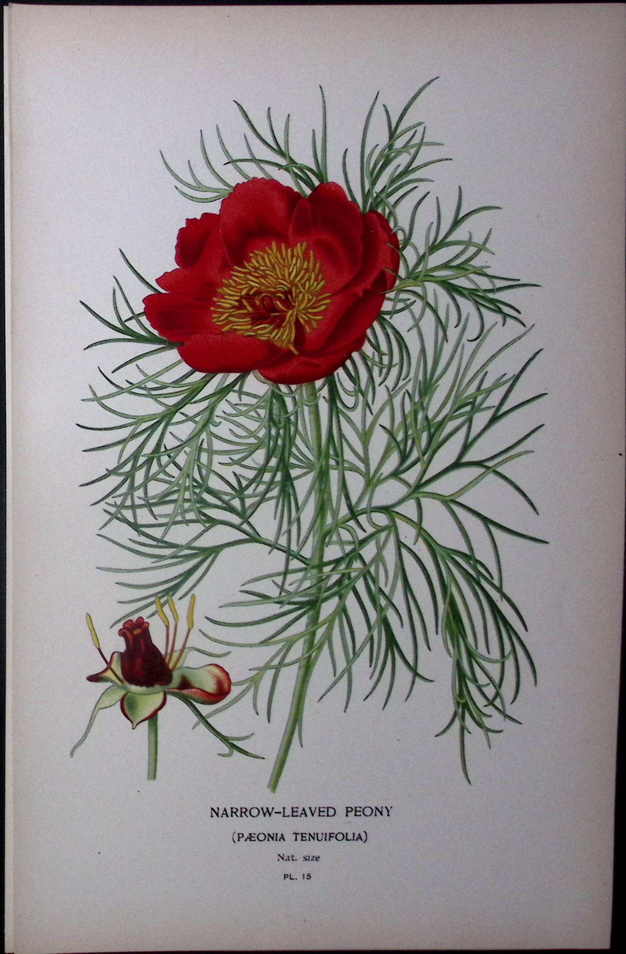 Narrow-Leaved Peony Edward Step Rare Antique Botanical Book Plate-15
