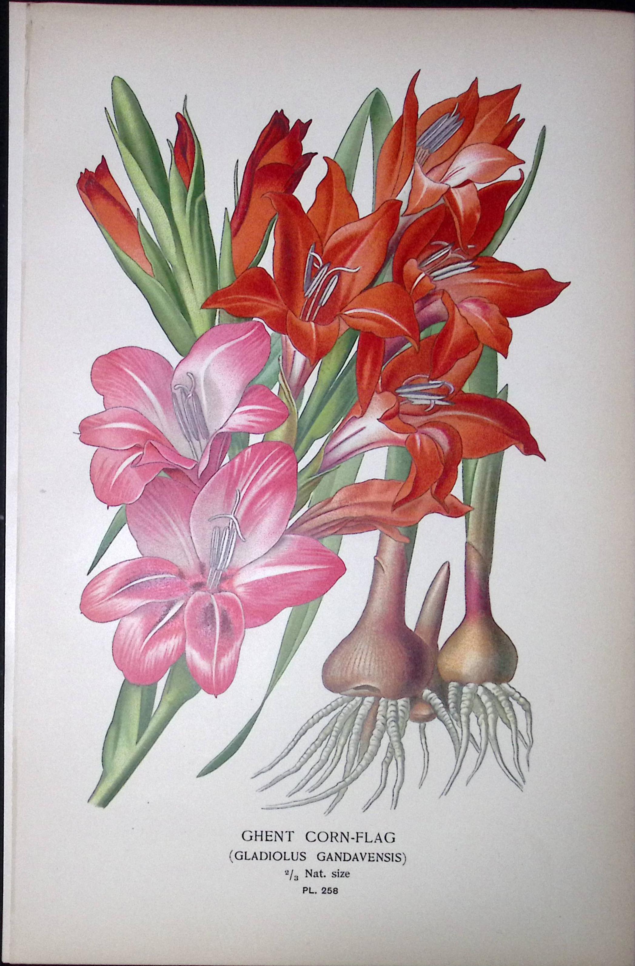 Two-Coloured Coralberry Edward Step Rare Antique Botanical Book Plate-250