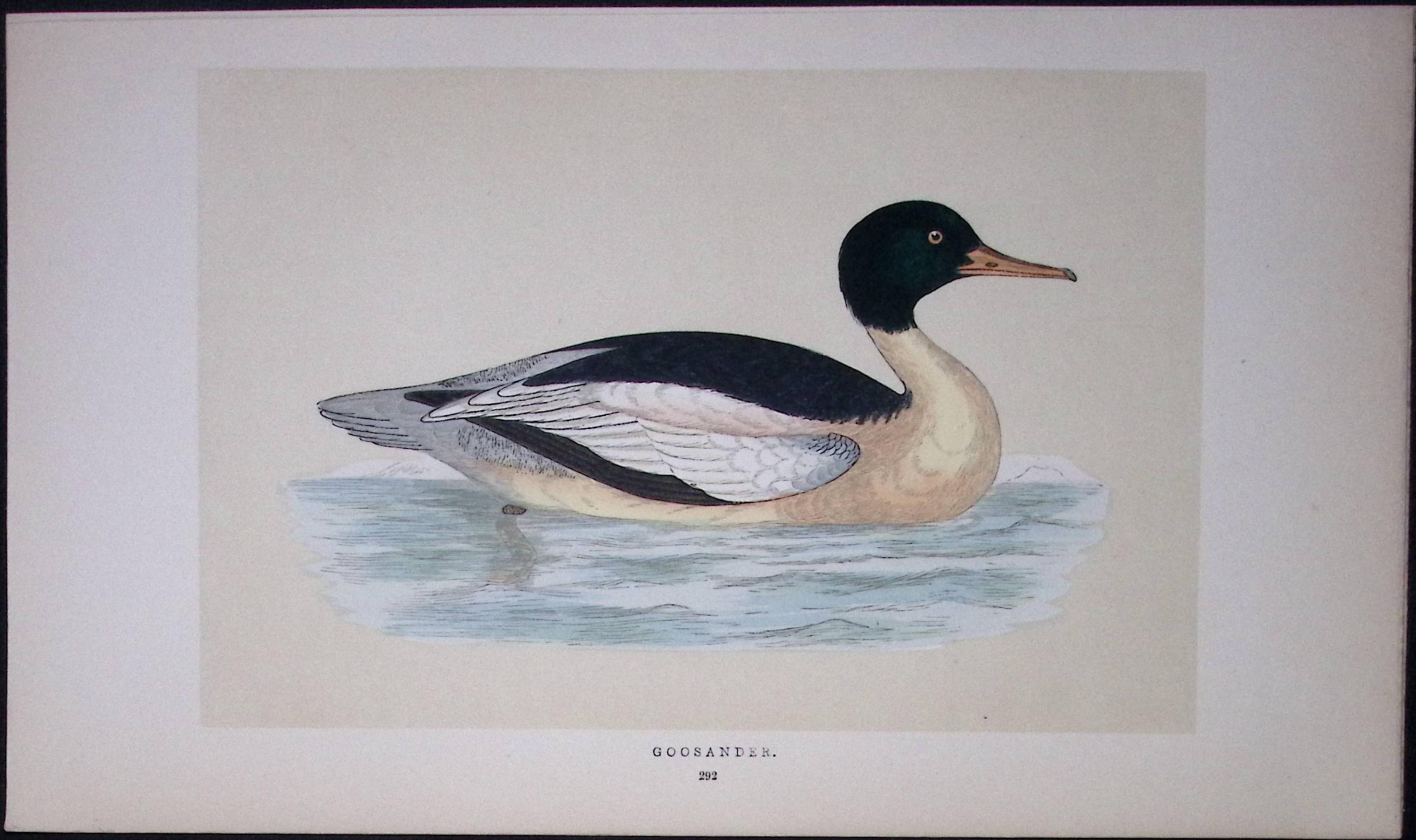 Goosander Bird- Rev Morris First Edition Antique Woodblock Engraving-102